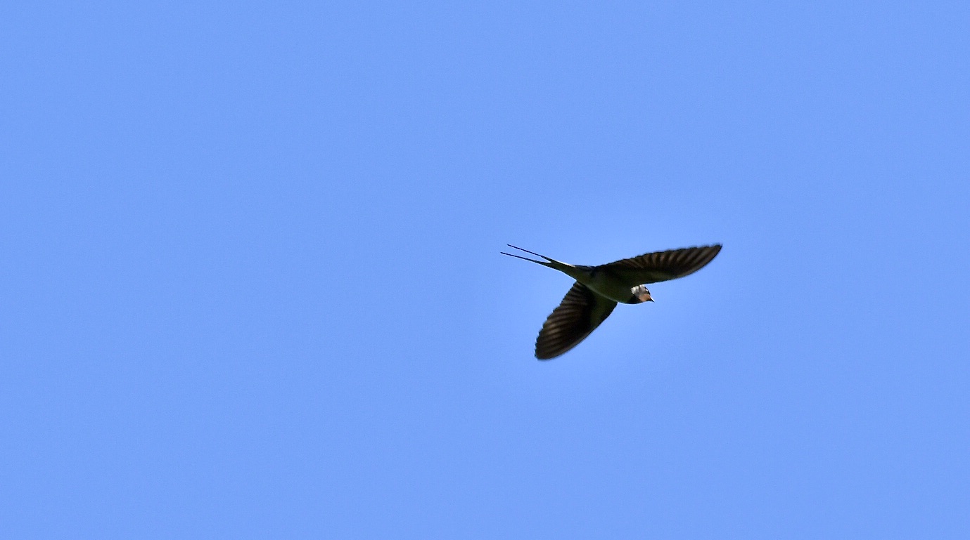 swallow