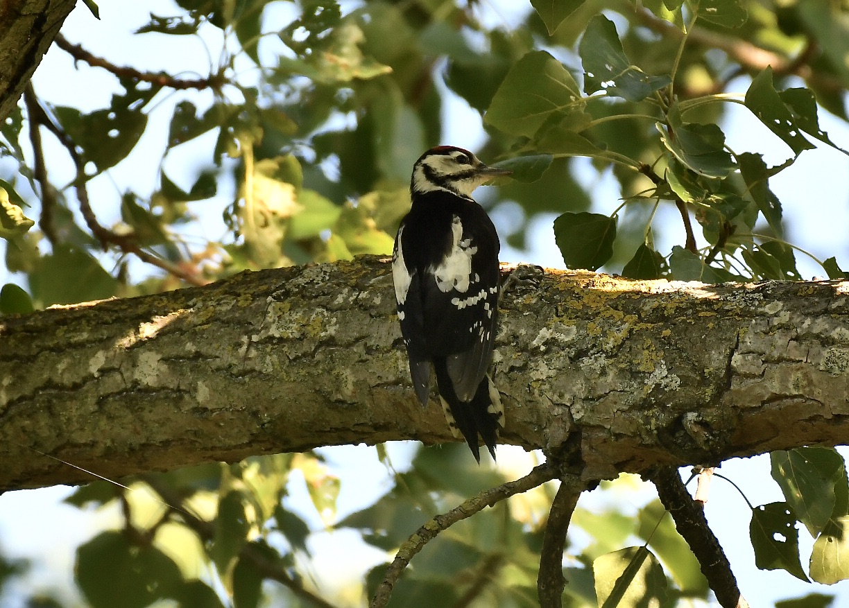 Great spotted woodpecker