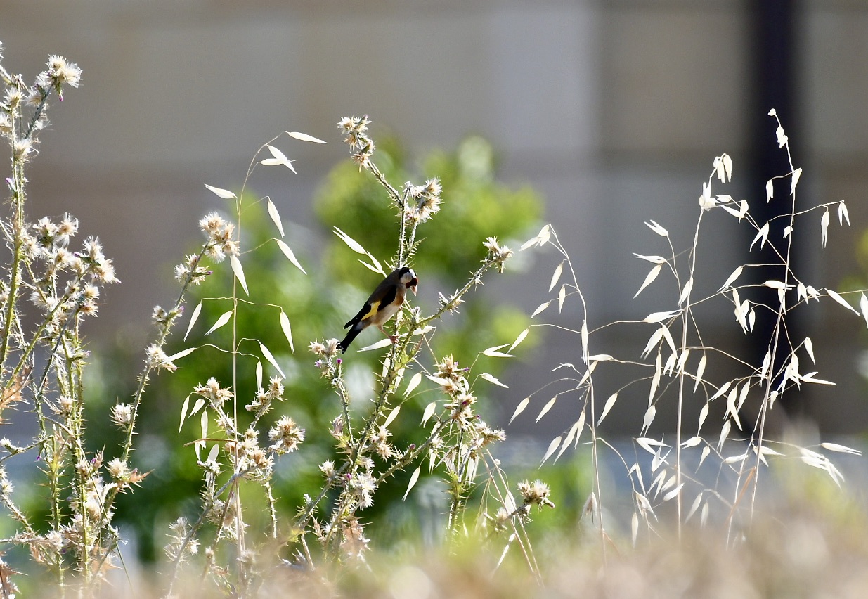 goldfinch