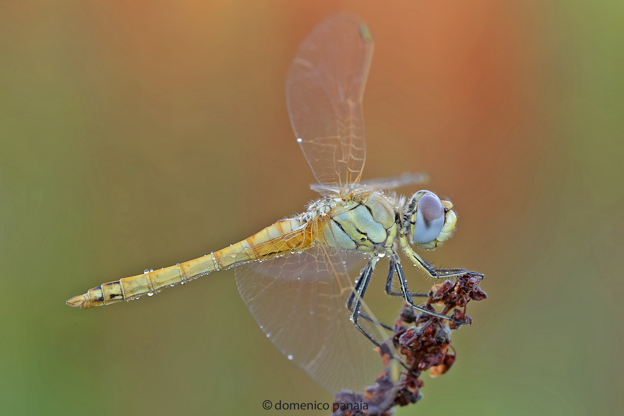 sympetrum fonscolomii