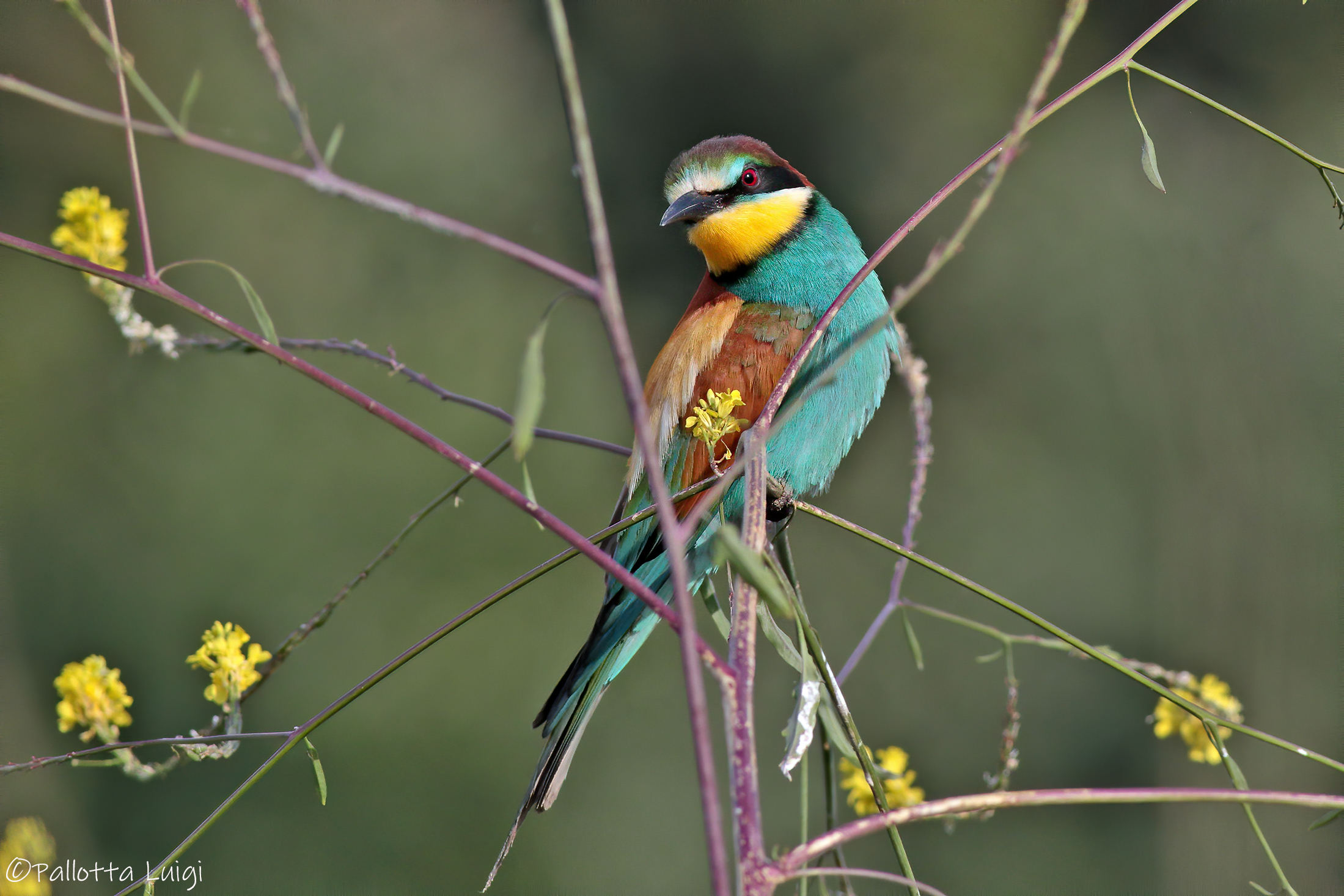 Gruccione (Merops opiaster)