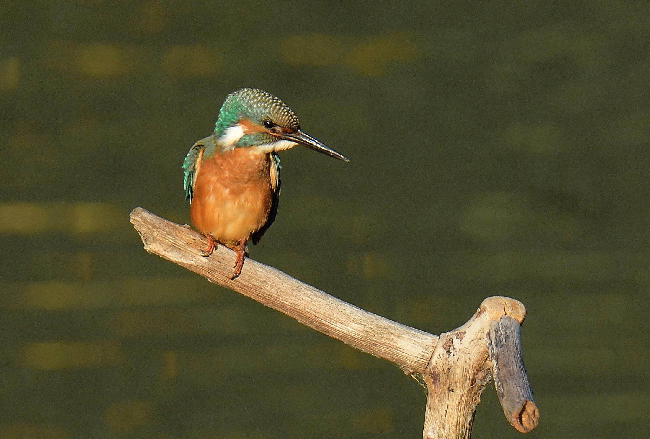 martin pescatore maschio in attesa