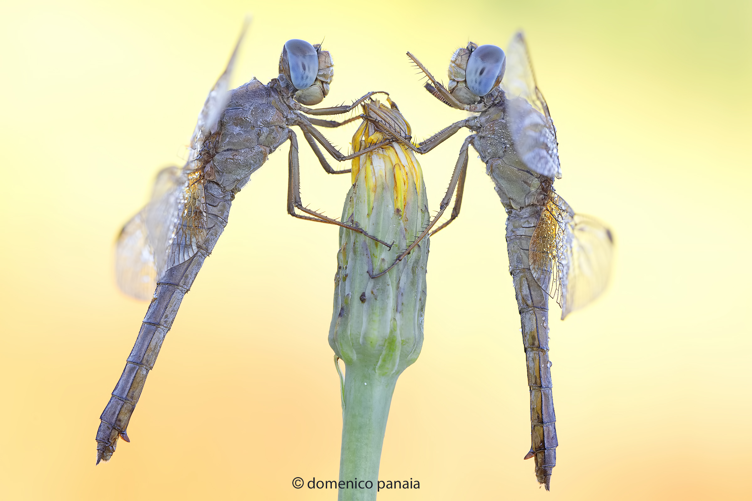 Crocothemis erythraea femmina