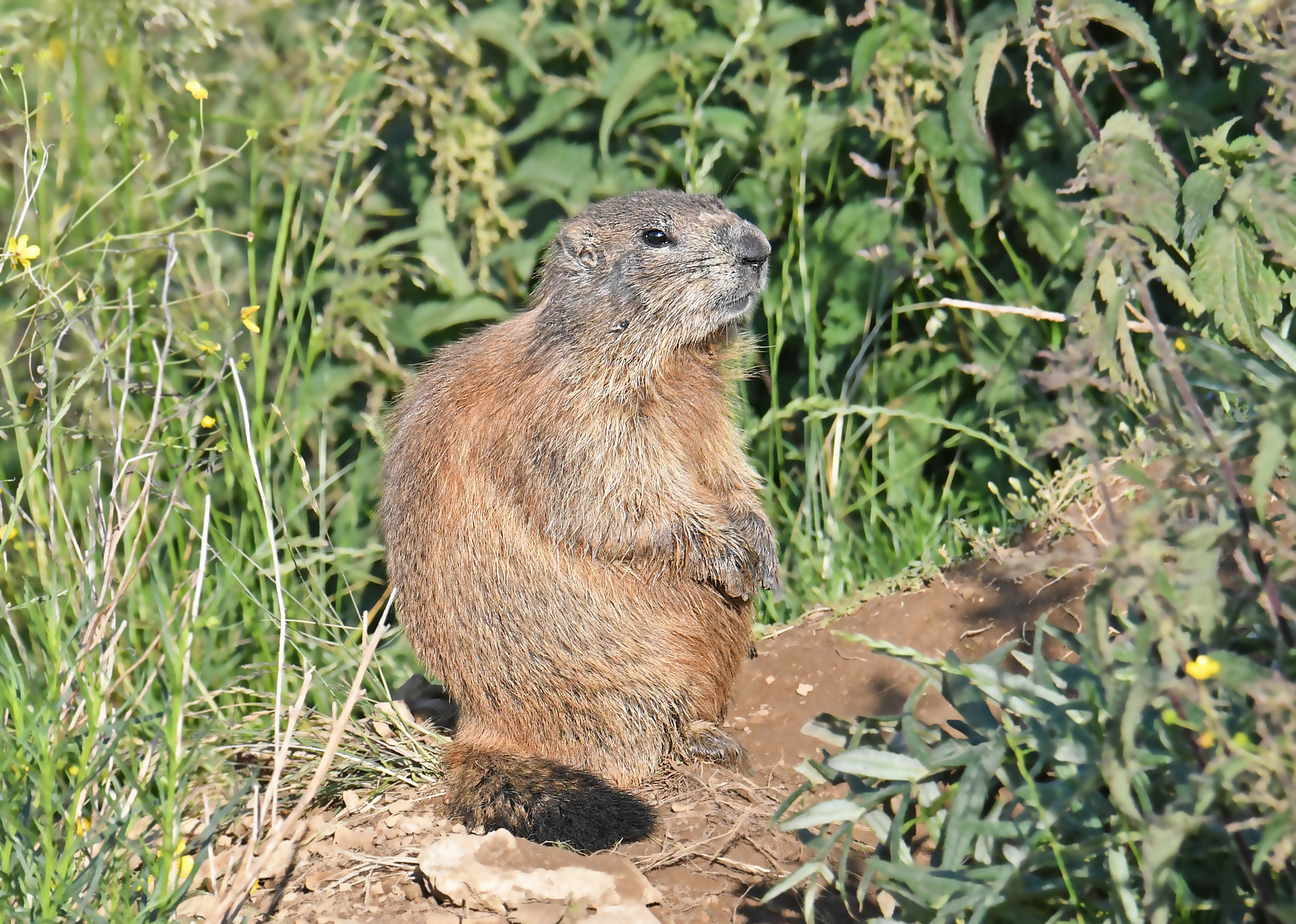 marmot