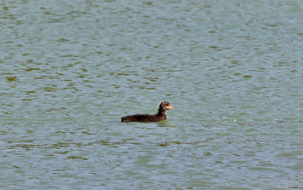 Coot pullus
