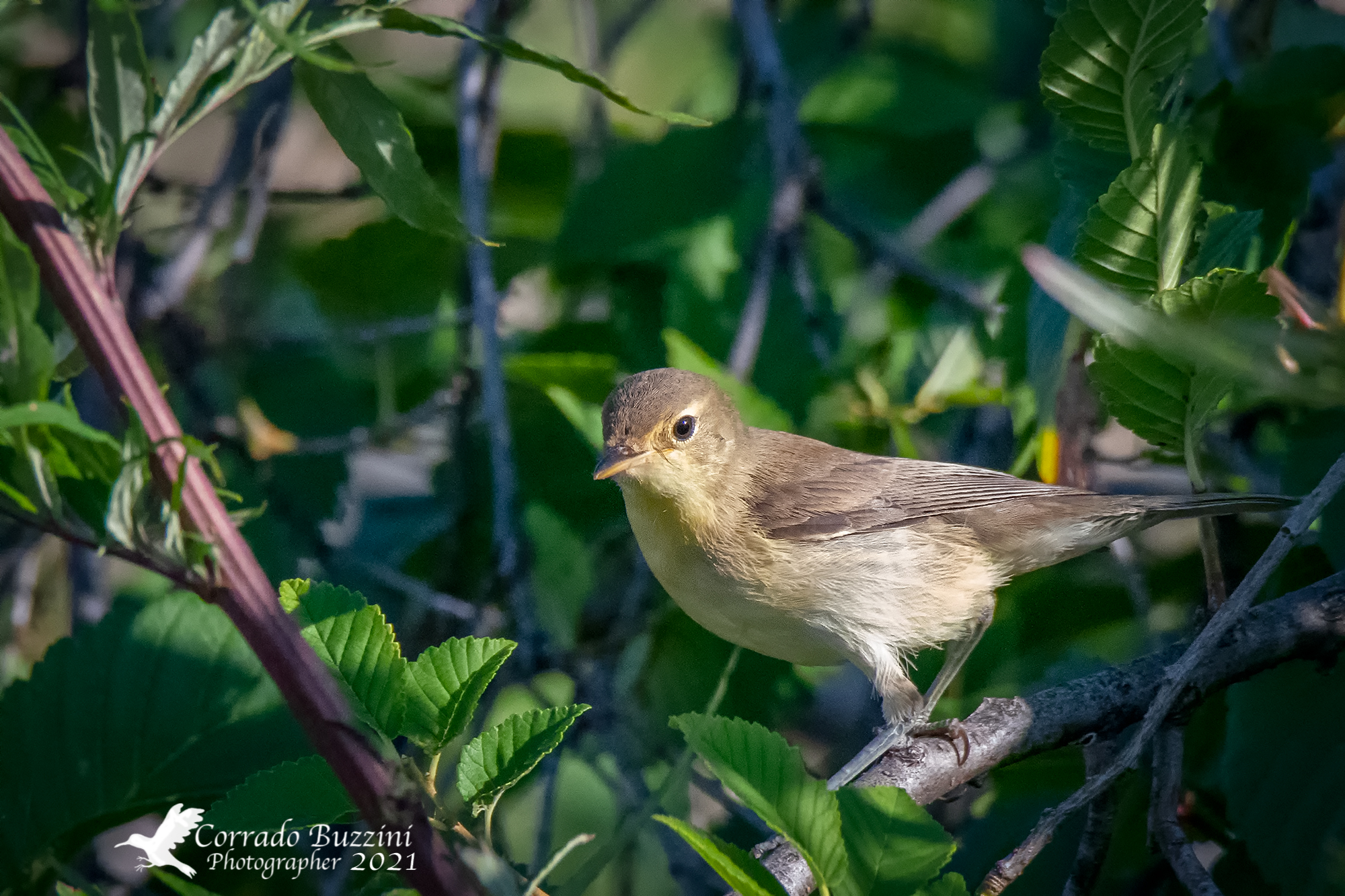 chiffchaff