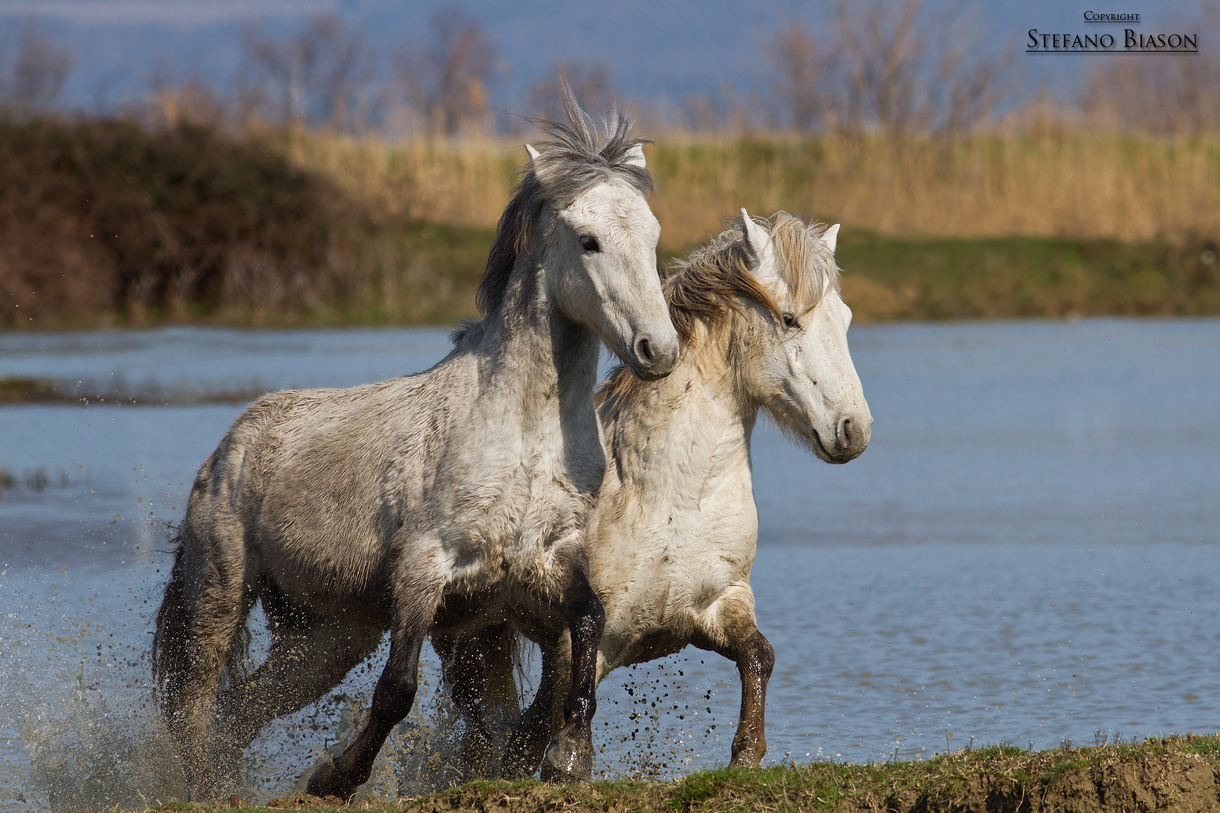 Camargue horses