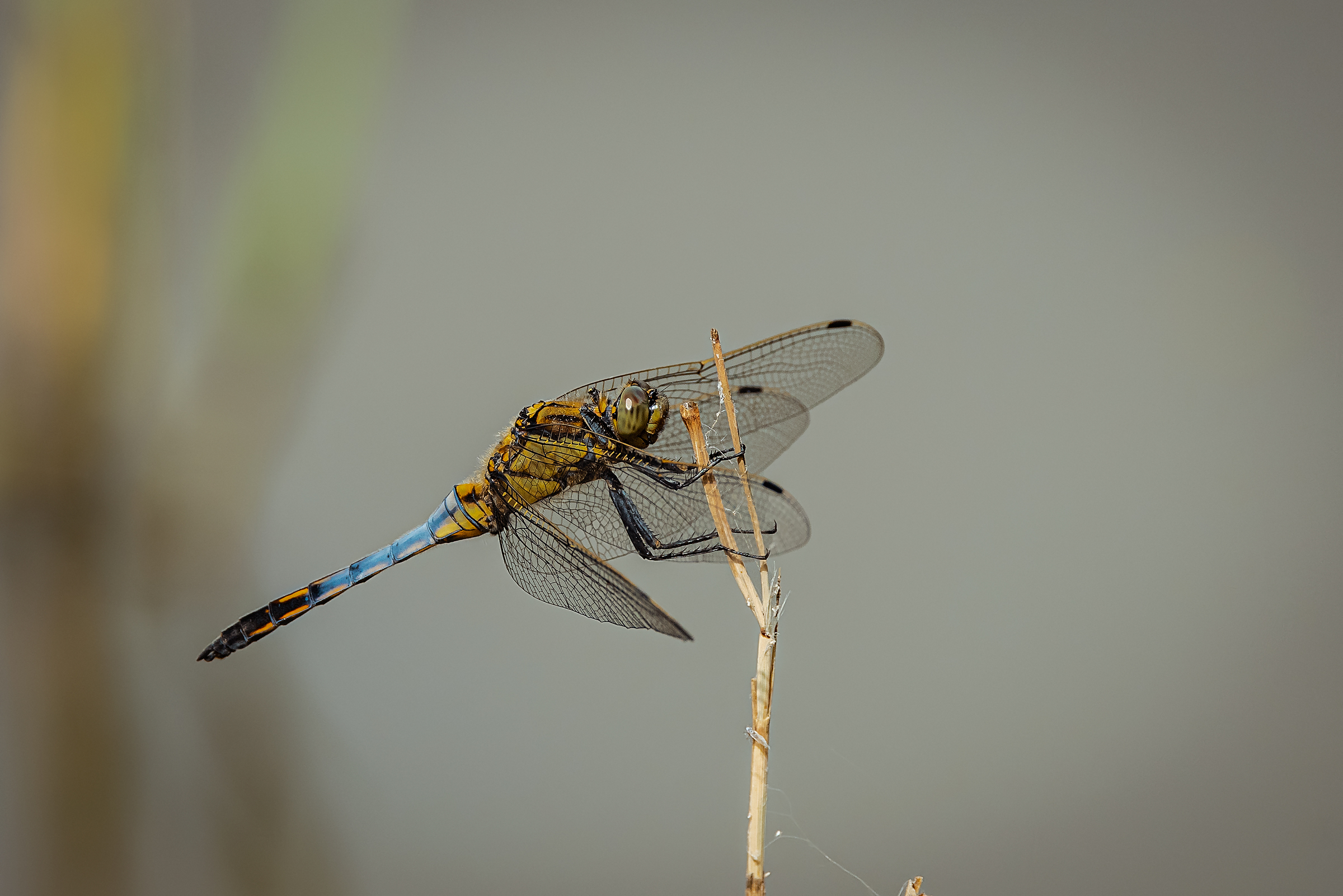 dragonfly