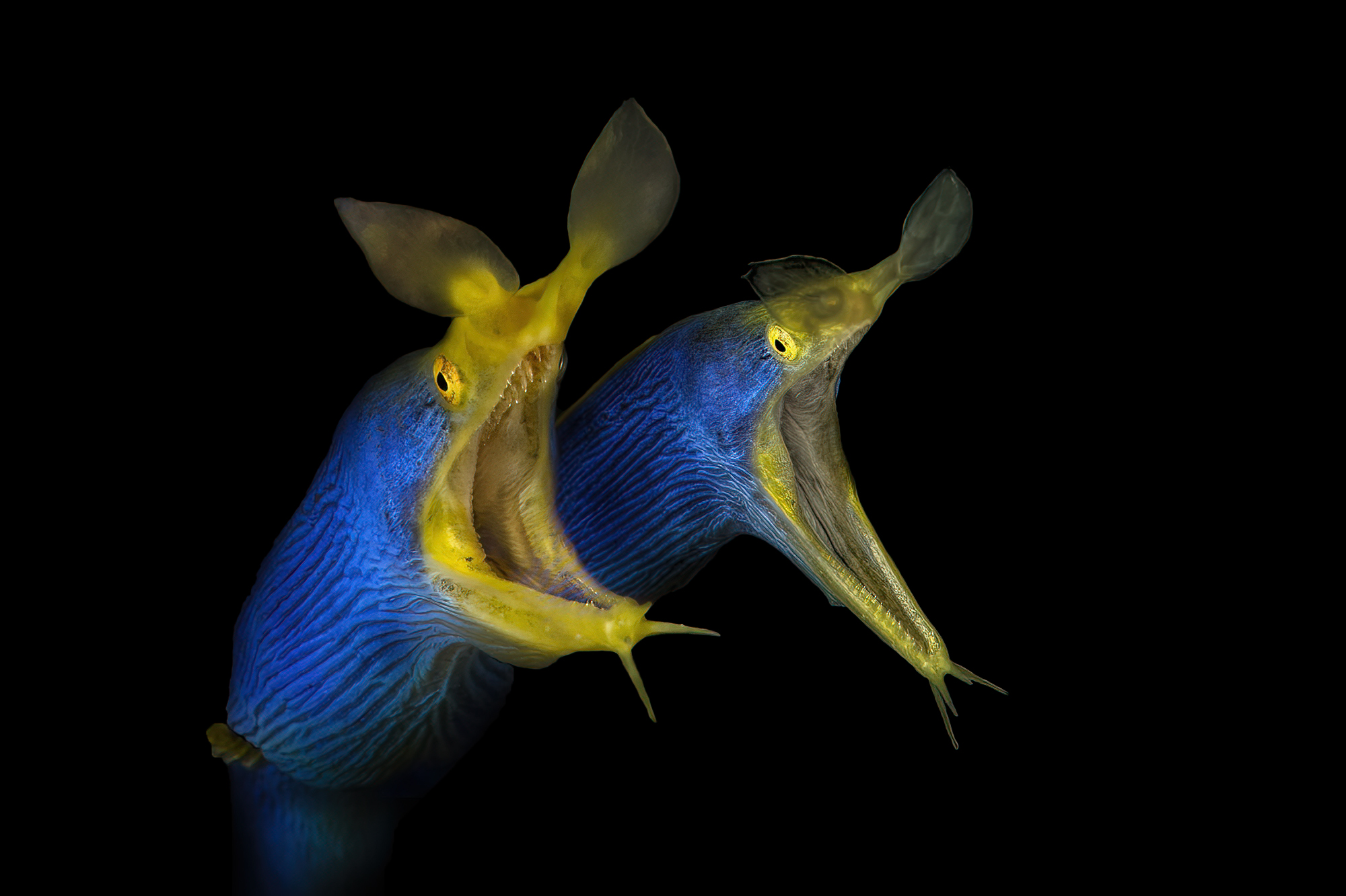pair of ribbon moray eels Rhinomurenae quaesita