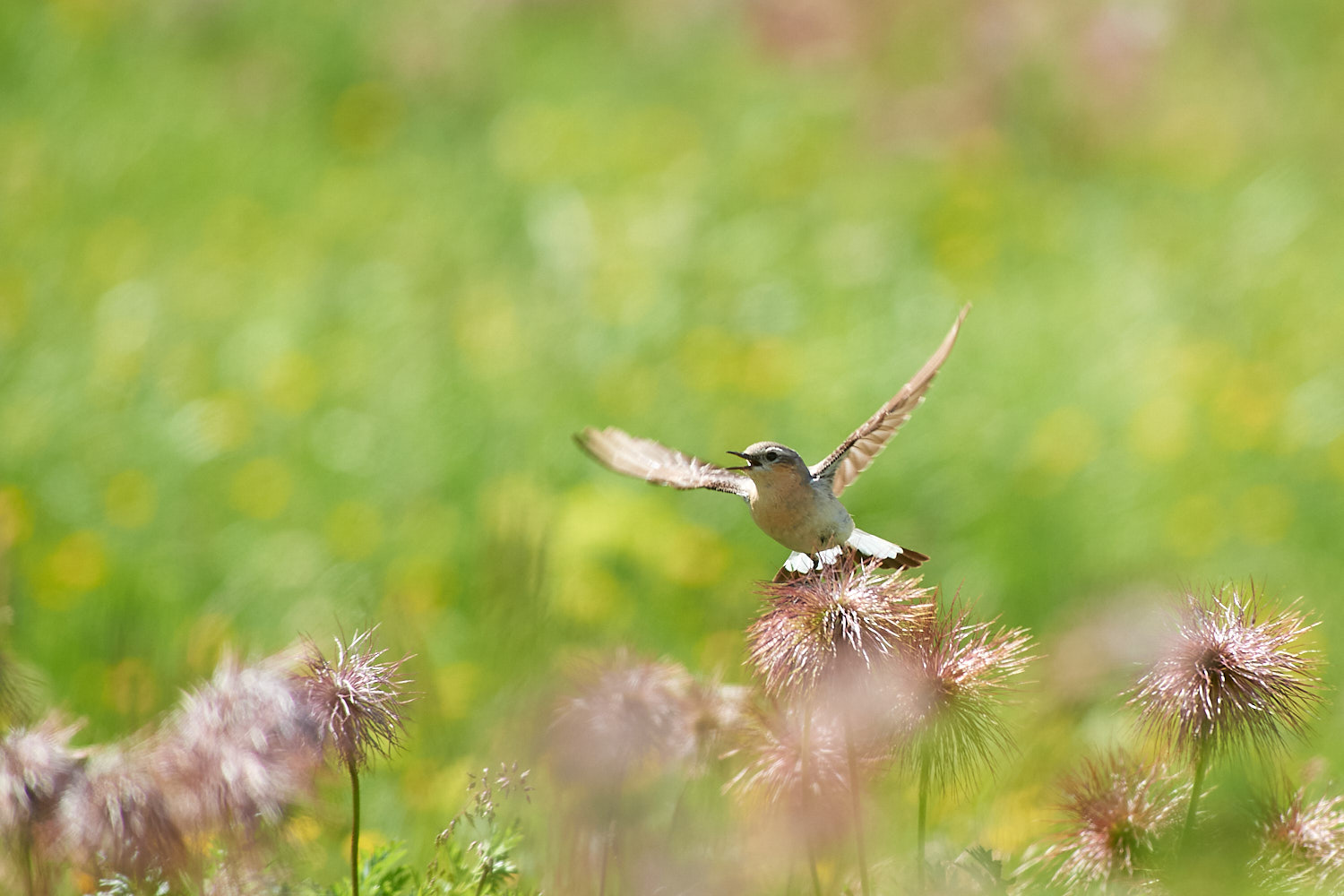 northern wheatear