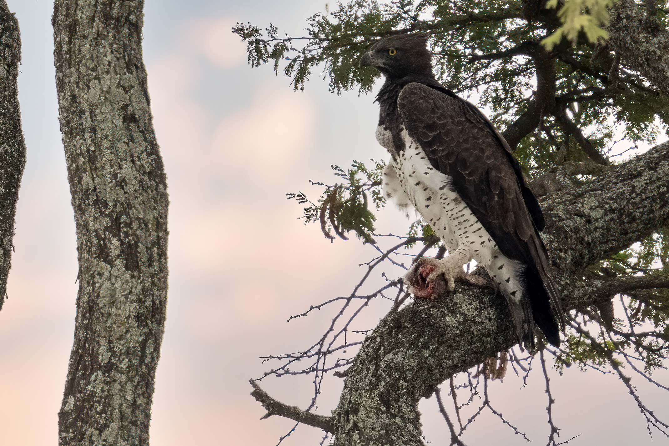 Aquila con preda (alti iso crop)