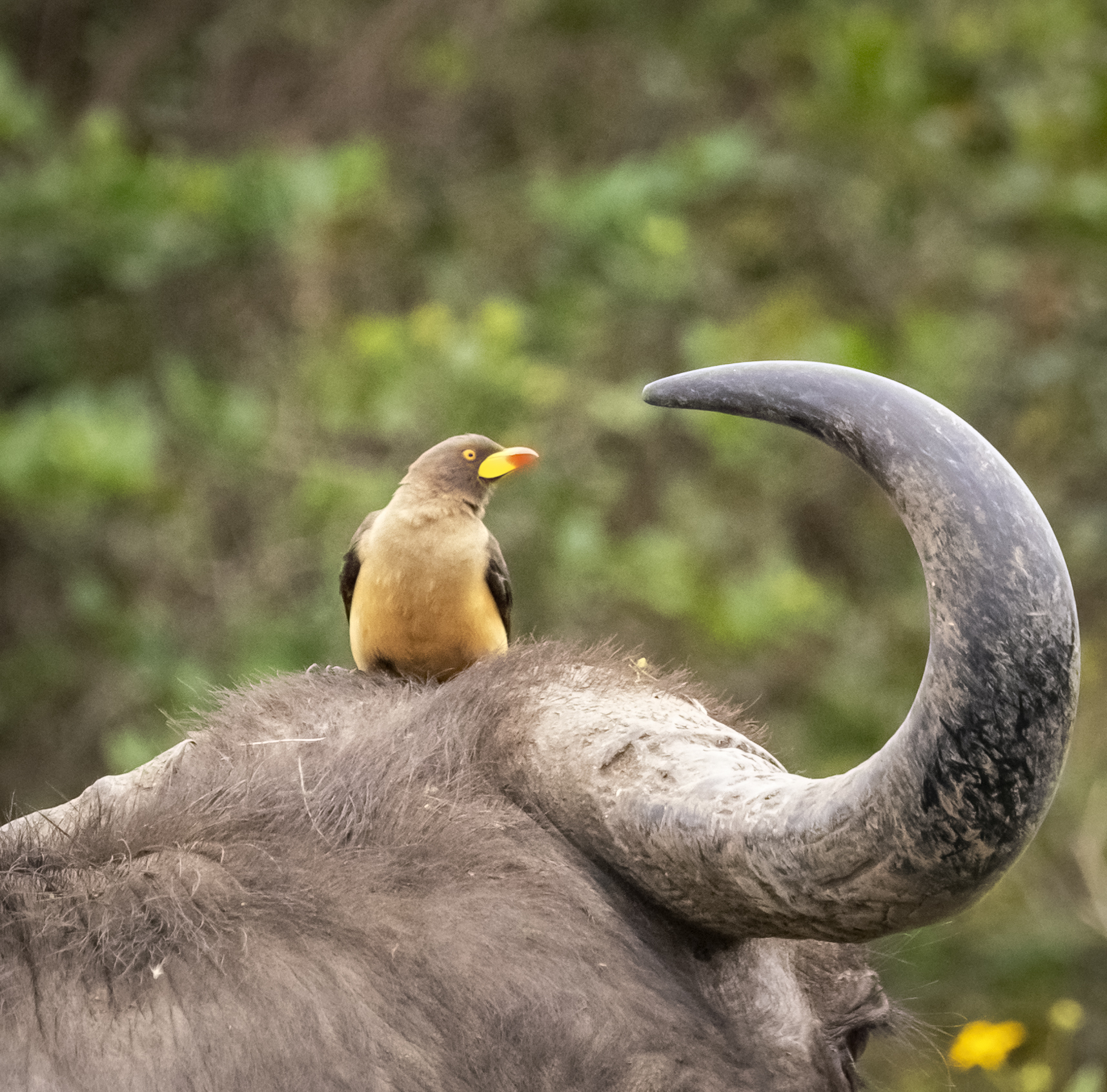 Mi dai un passaggio?