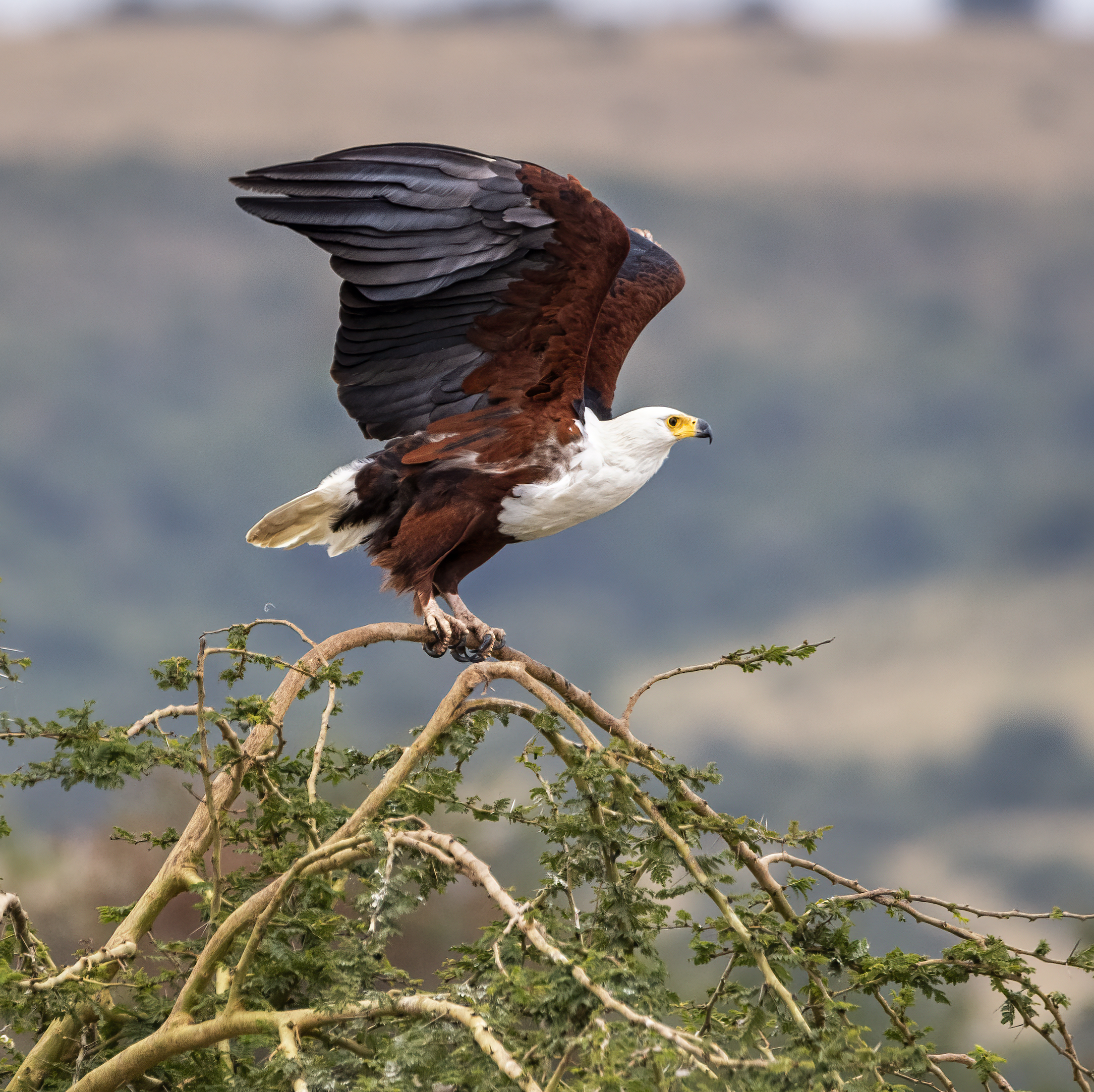 Aquila Pescatrice in Decollo