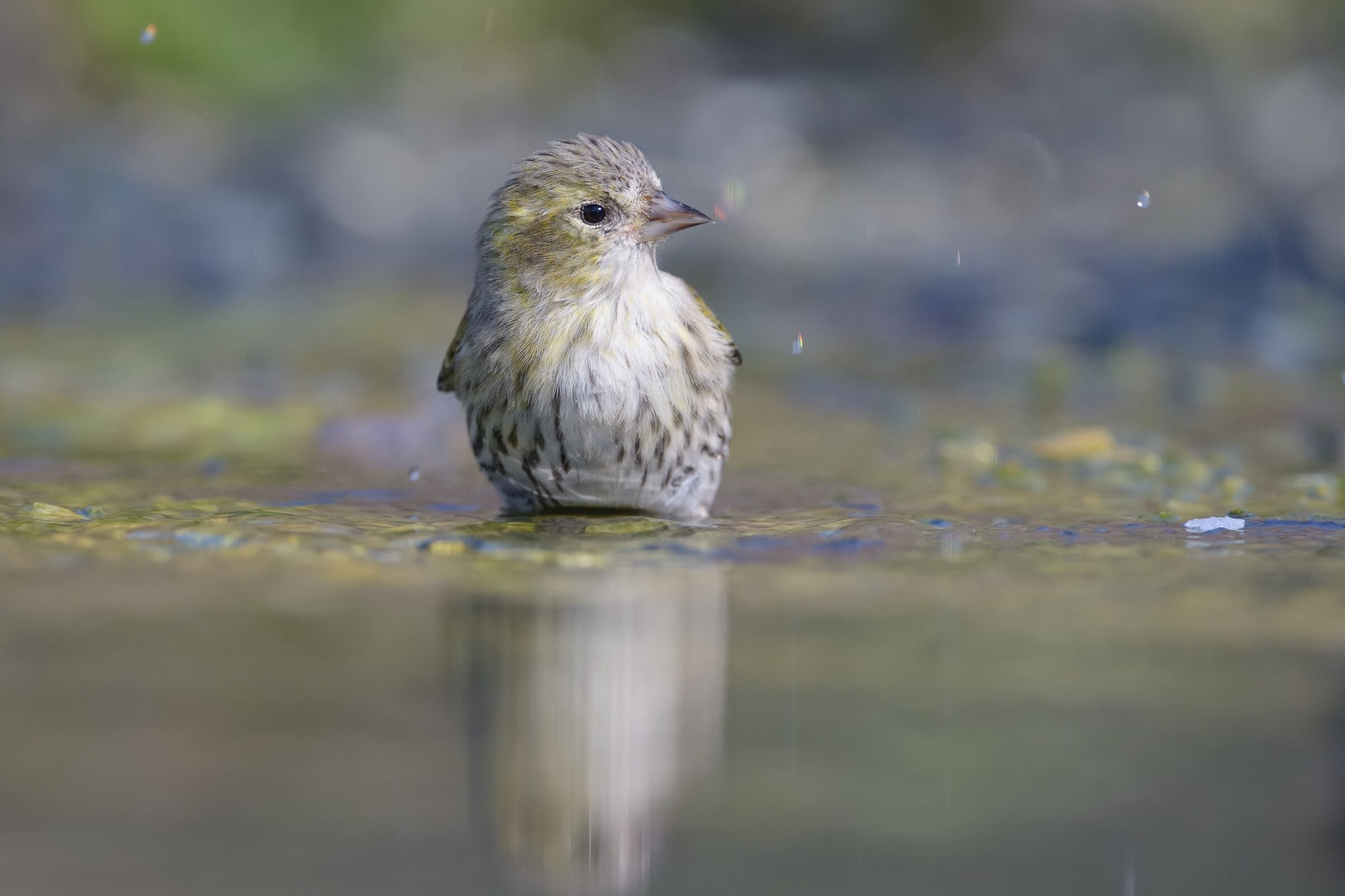 Lucherino (Spinus spinus)