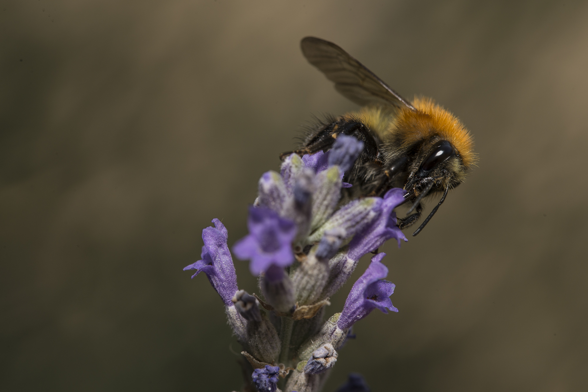 Colazione alla lavanda