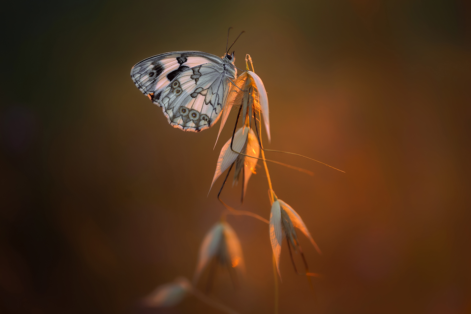 Melanargia