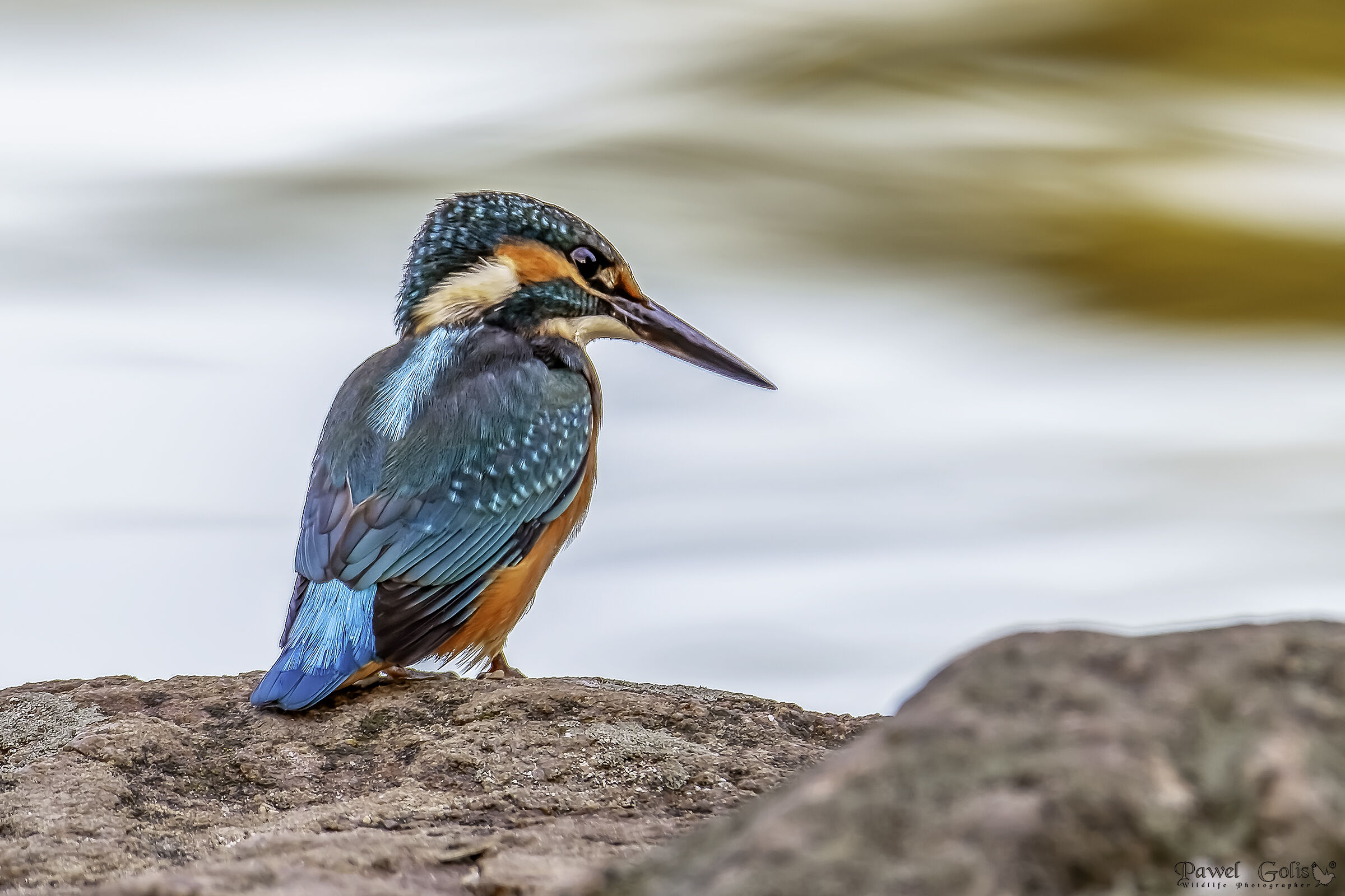 Martin pescatore sotto la pioggia (Alcedo atthis)