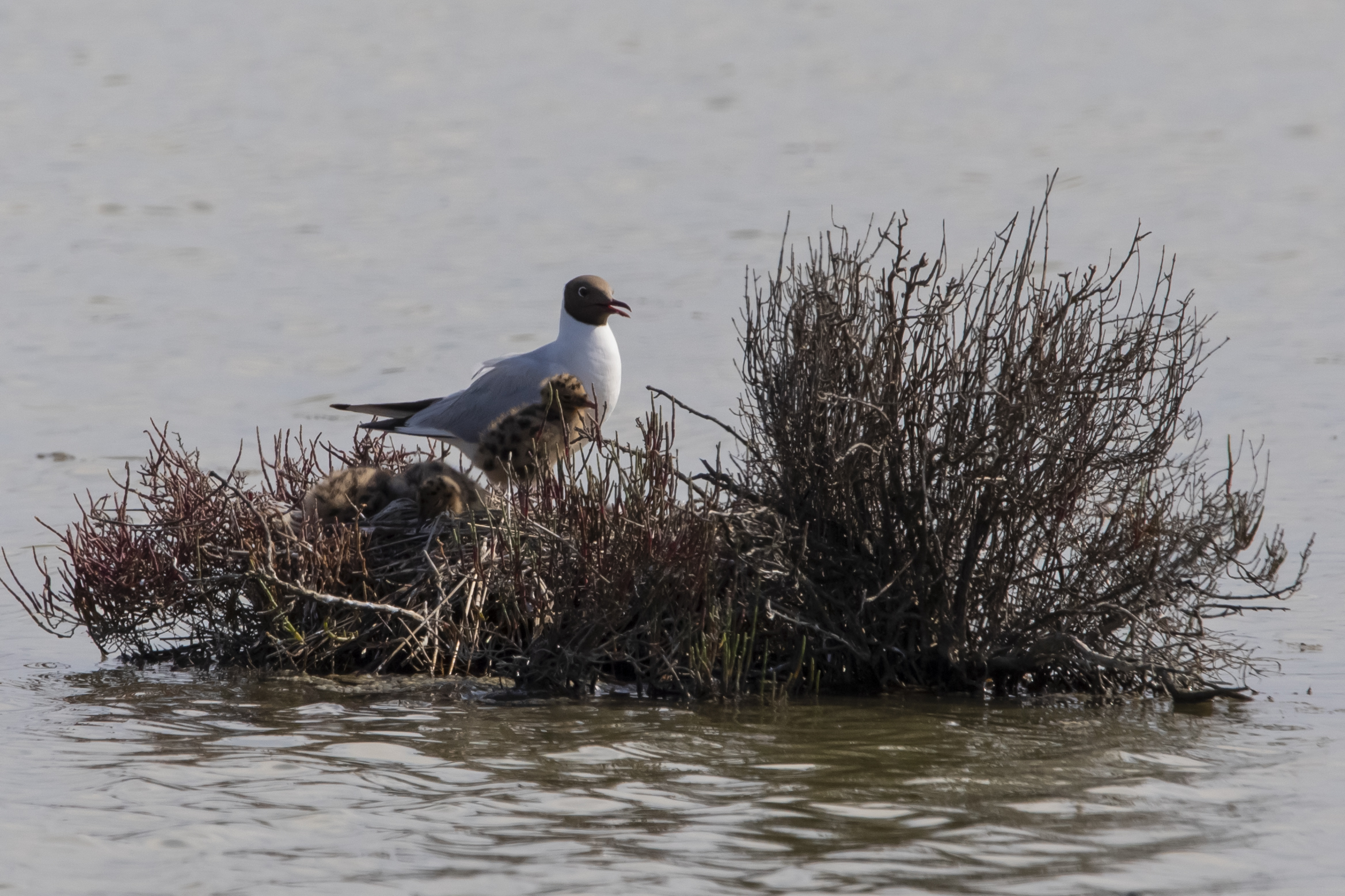 gabbiano con piccolo