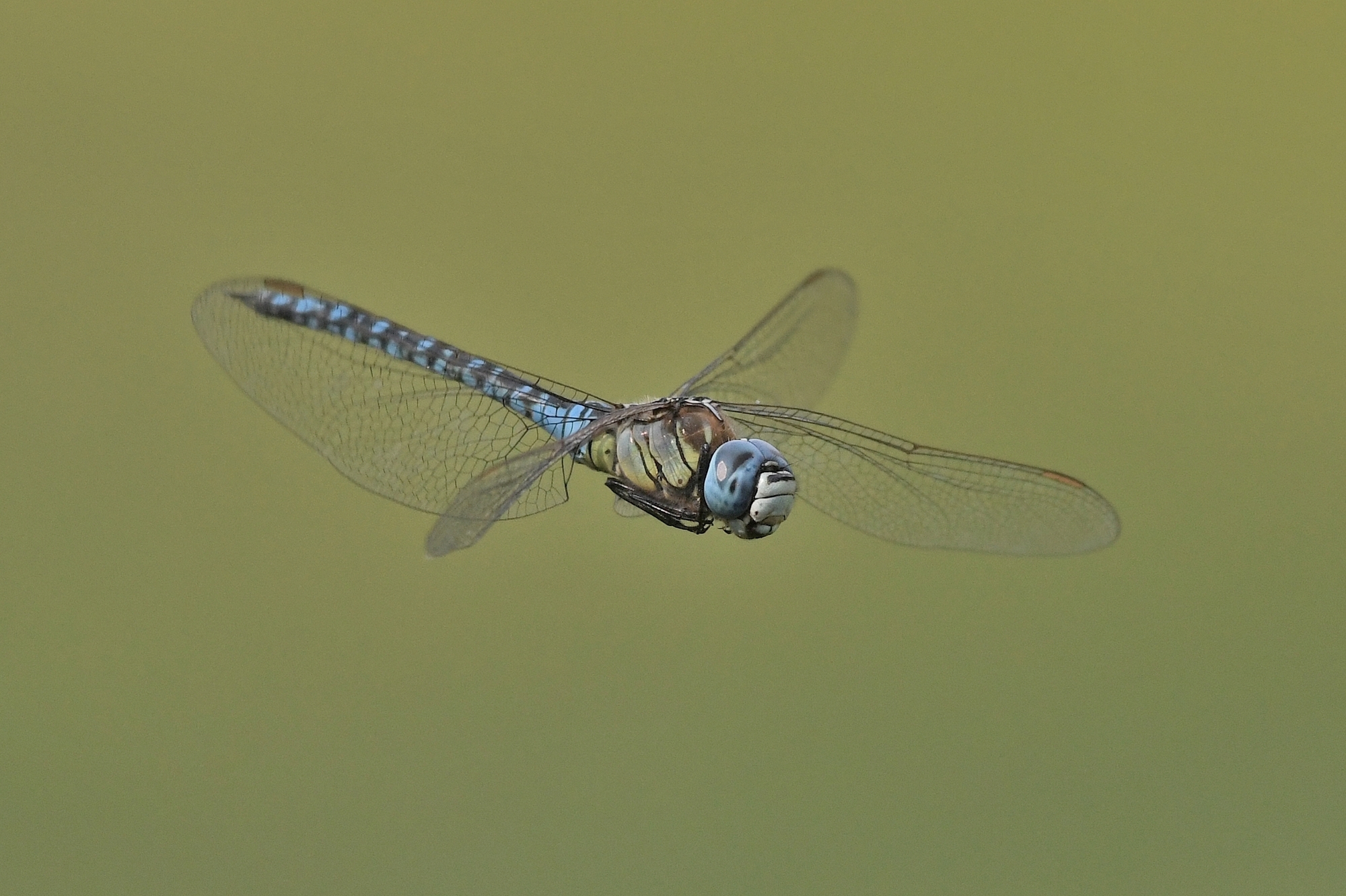 Aeshna affinis