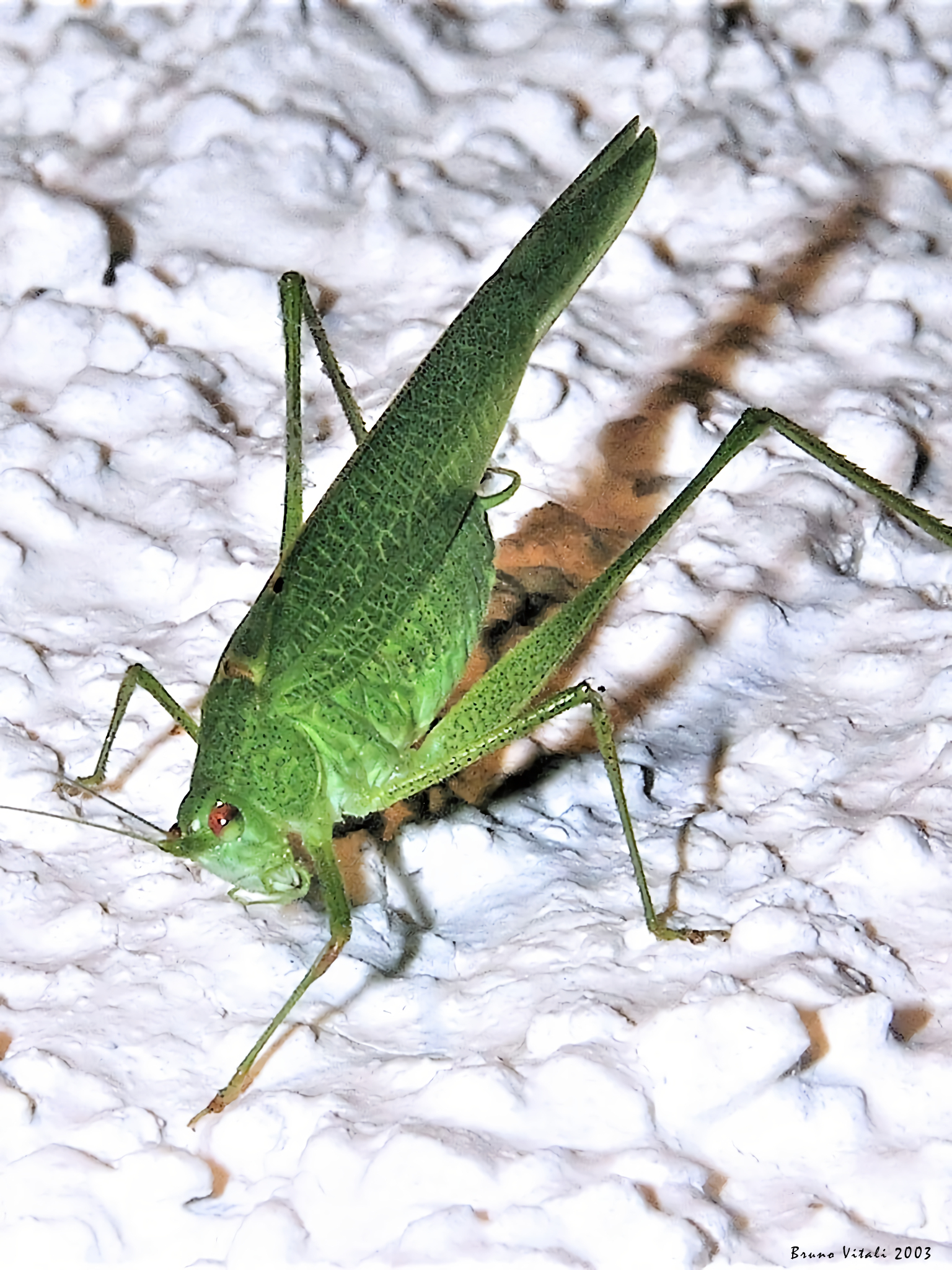 Phaneroptera