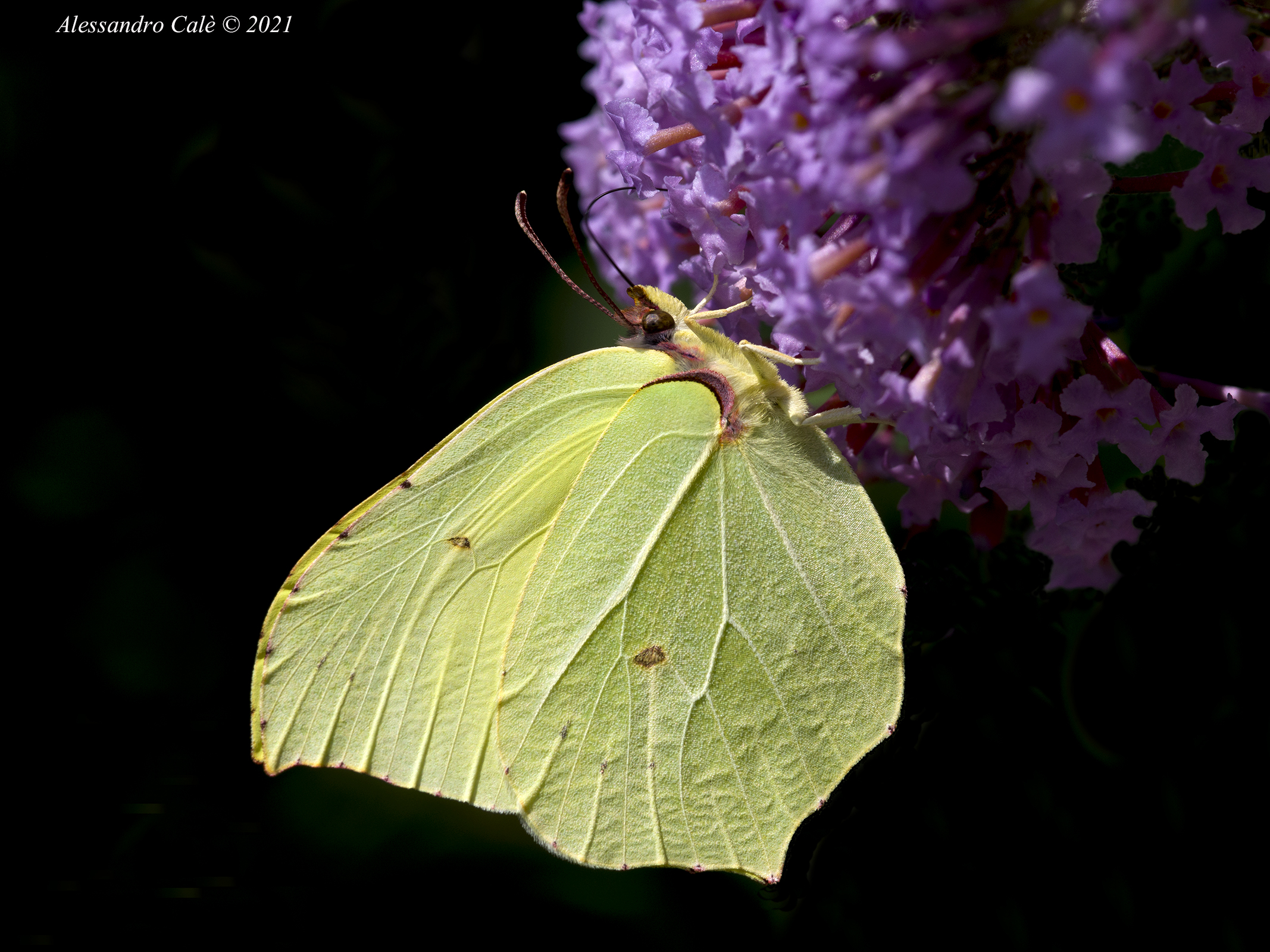 Gonepteryx rhamni (Cedronella) 2124