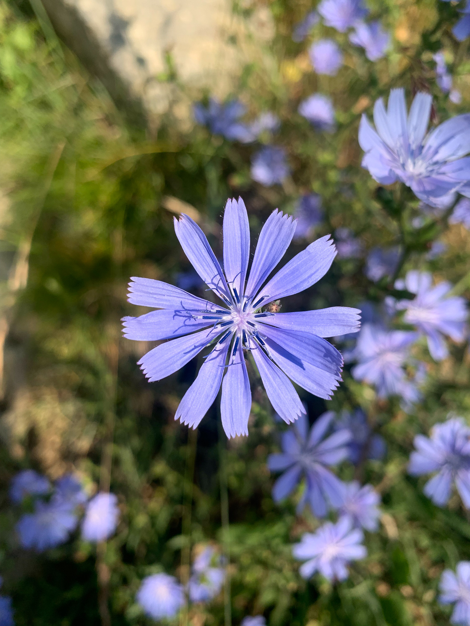 Cichorium intybus