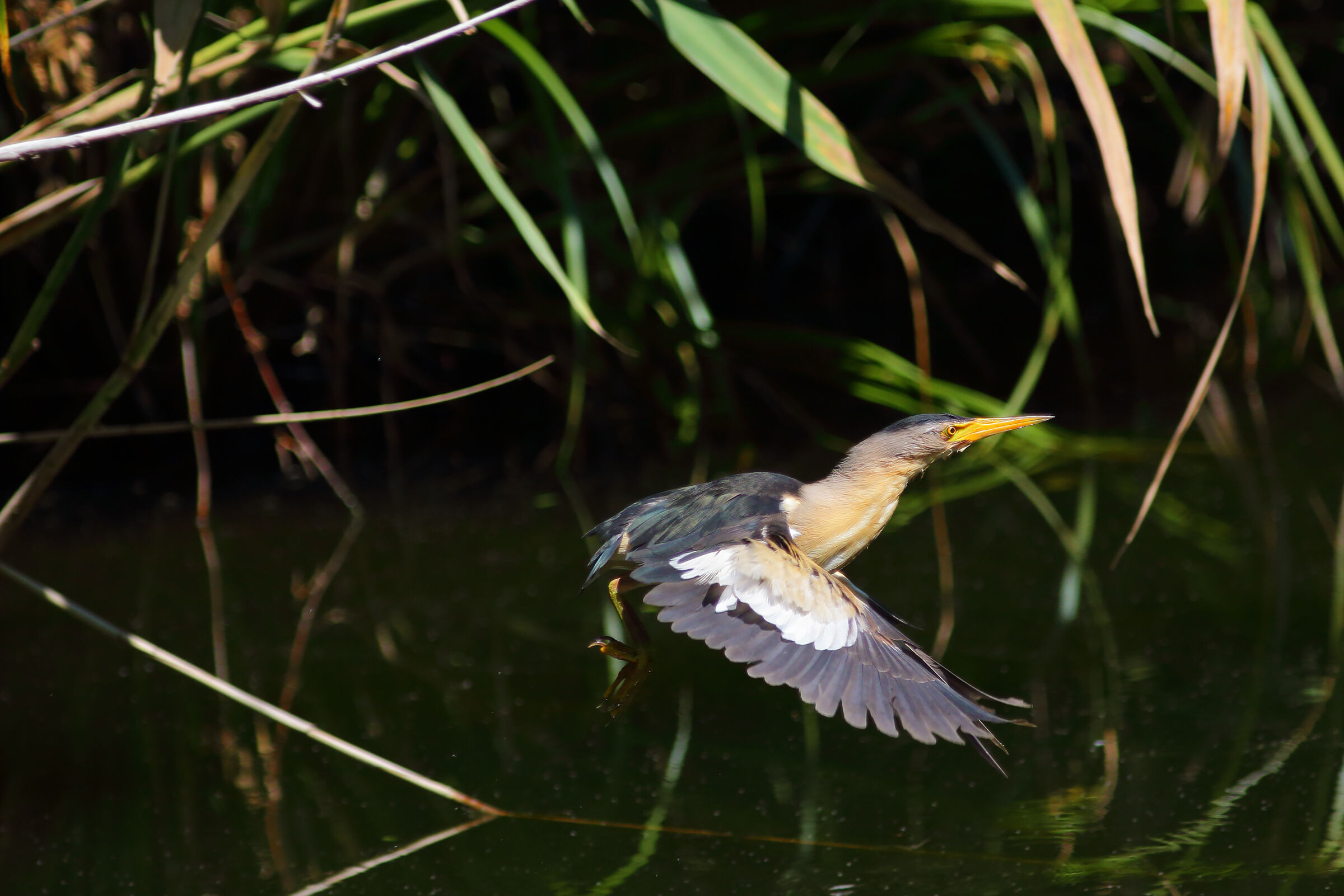 the male