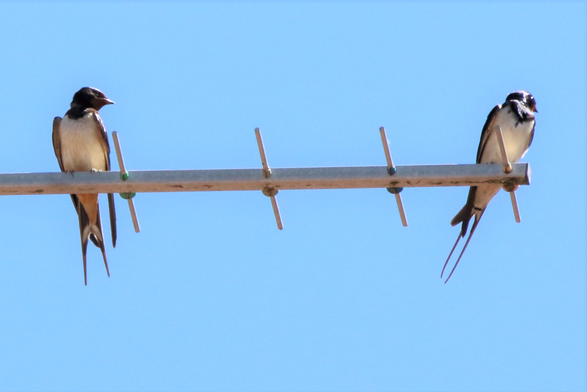 swallows