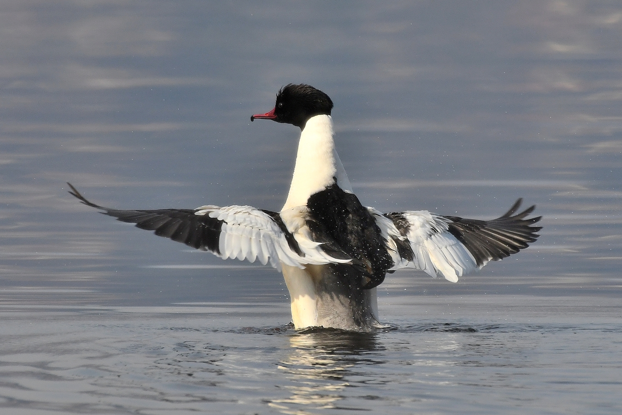 Mergus merganser