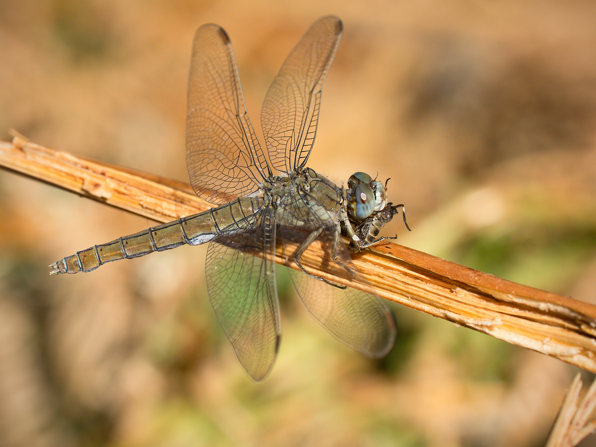 Orthetrum brunneum female with prey