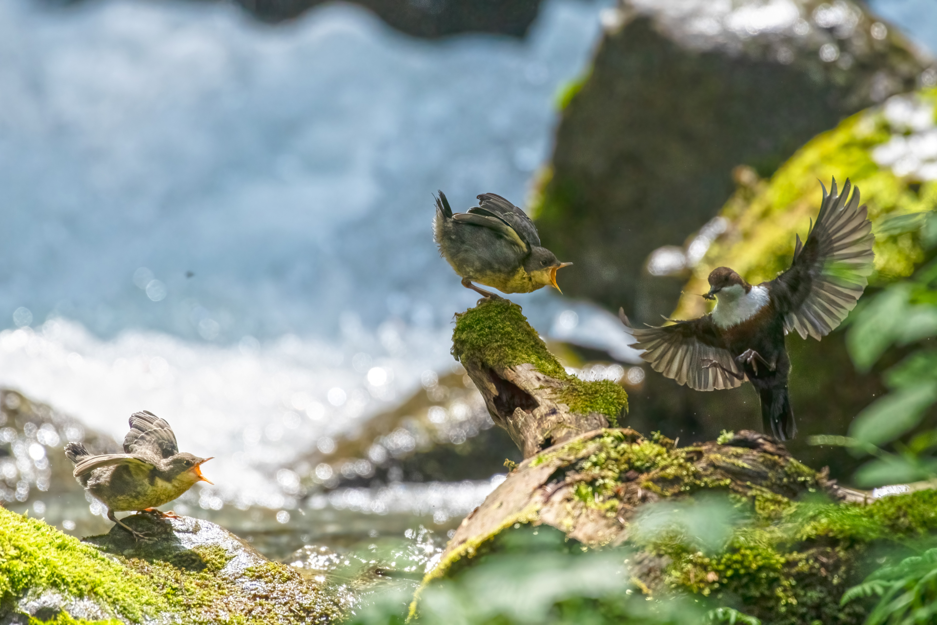 Pronti per l'imbeccata