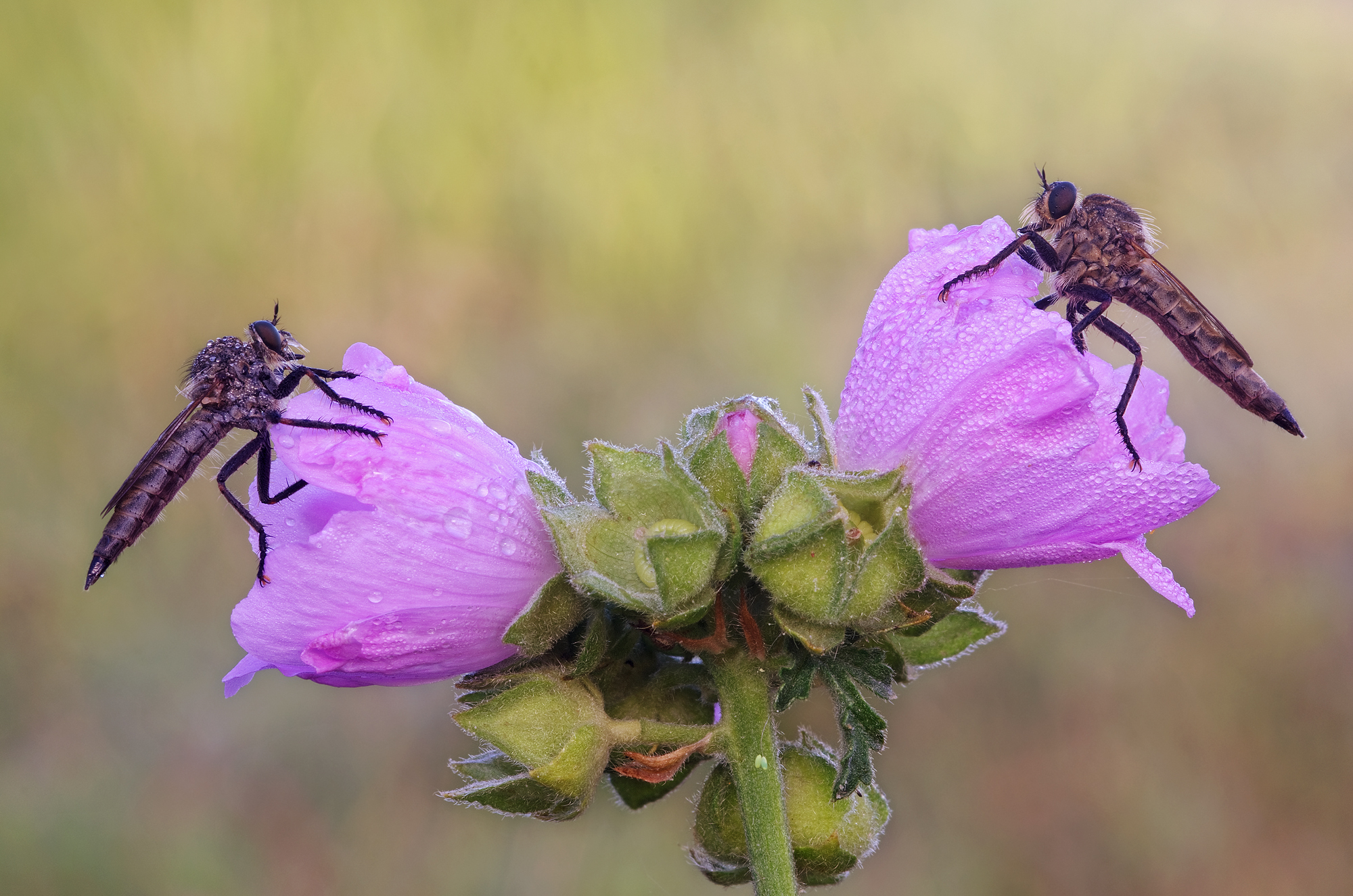 Tra i fiori siamo belli anche noi!