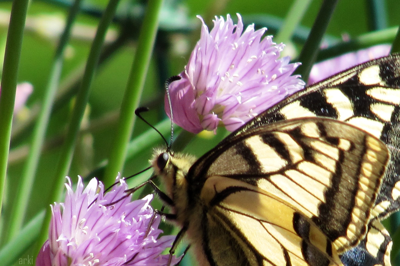 La farfalla sul fiore