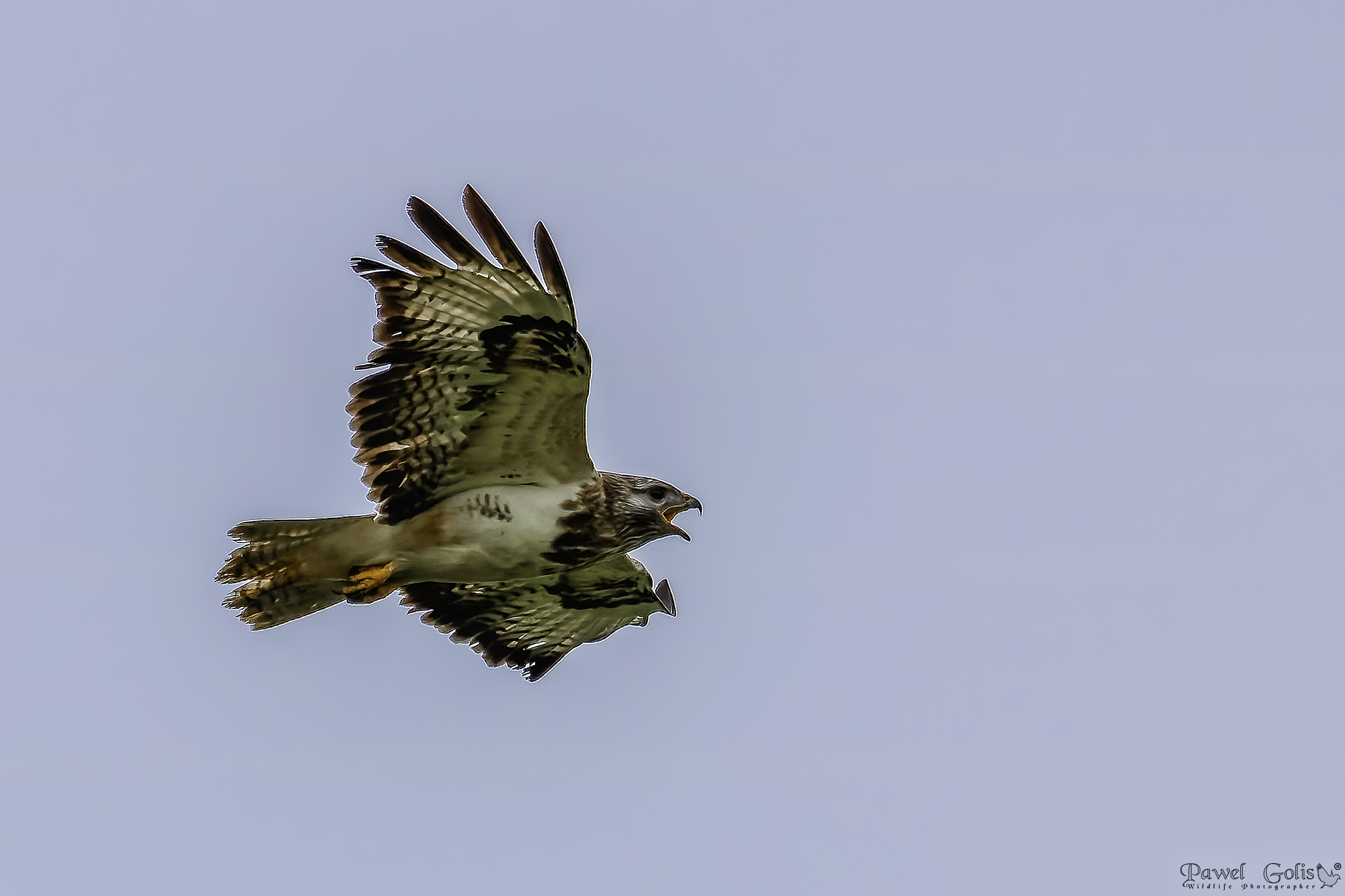 Poiana comune (Buteo buteo)