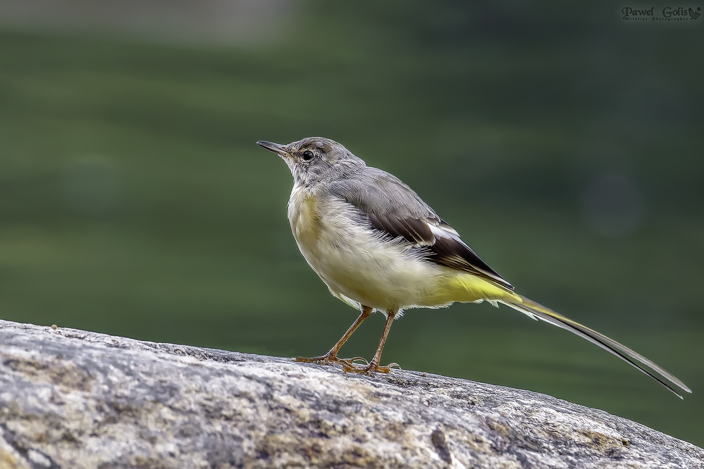 Coda di wagtail gialla occidentale (Motacilla flava)