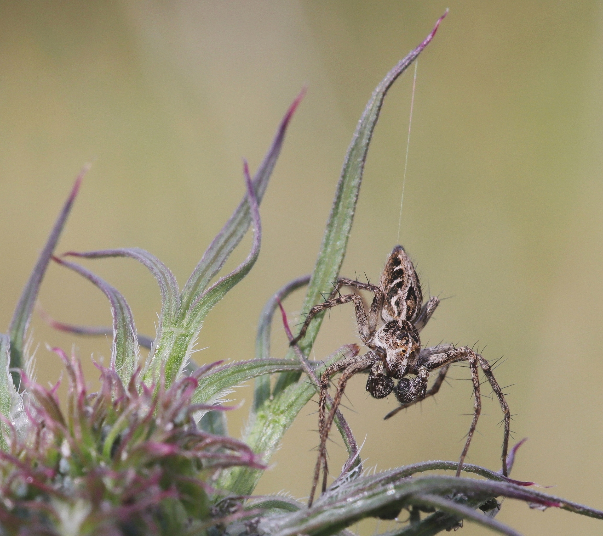 Penzolare da un filo d'erba
