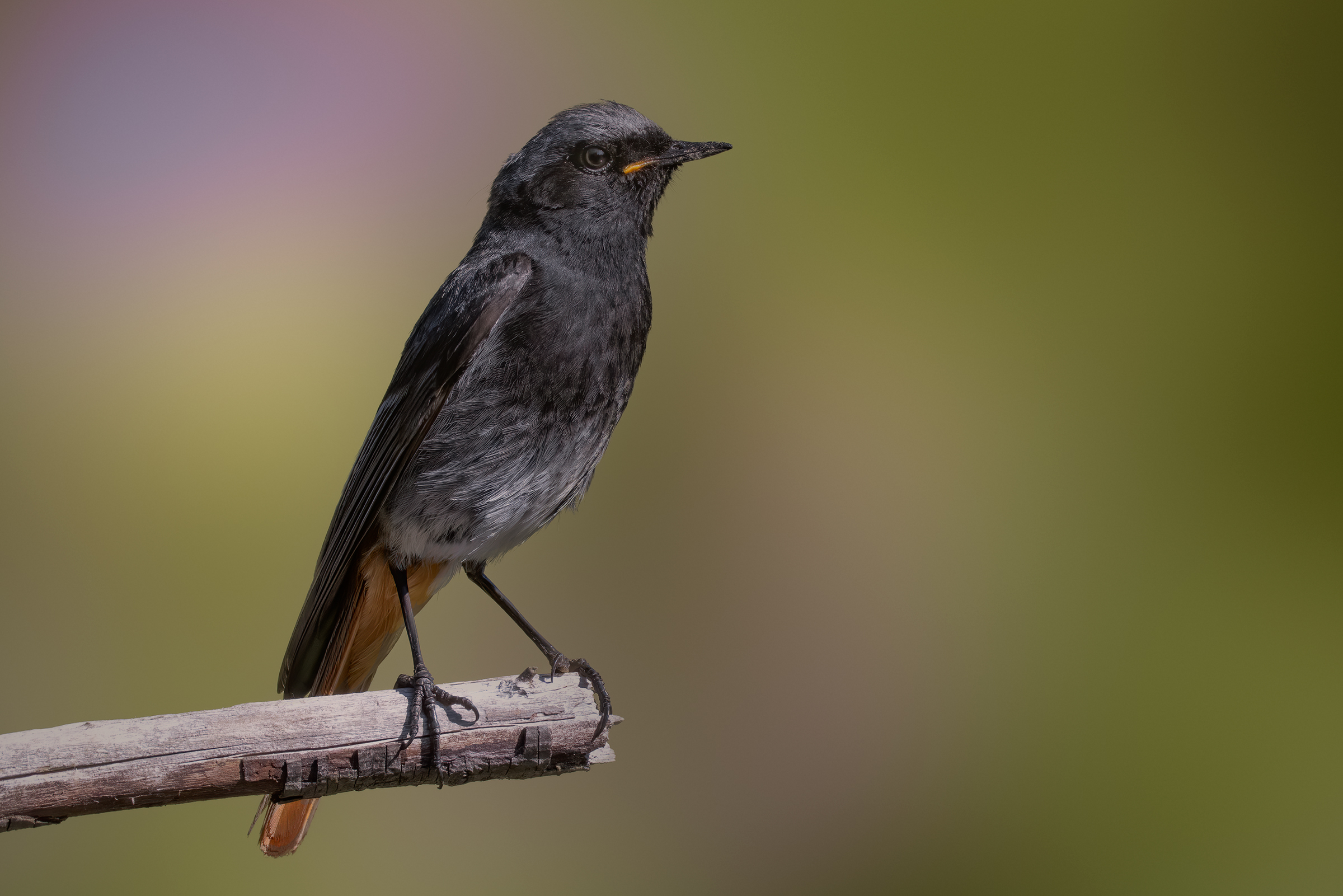 Codirosso spazzacamino