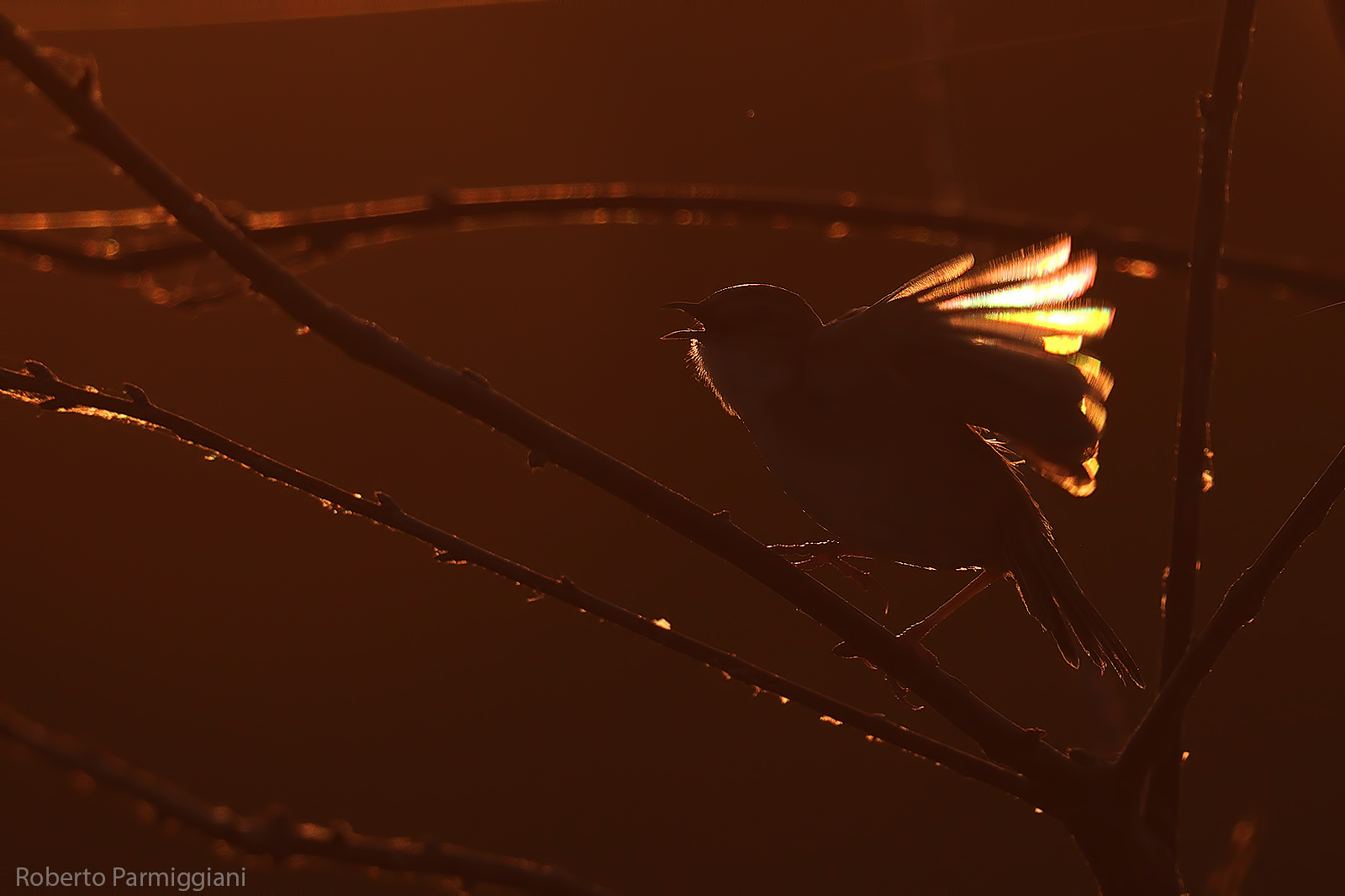 Beccamoschino di fuoco