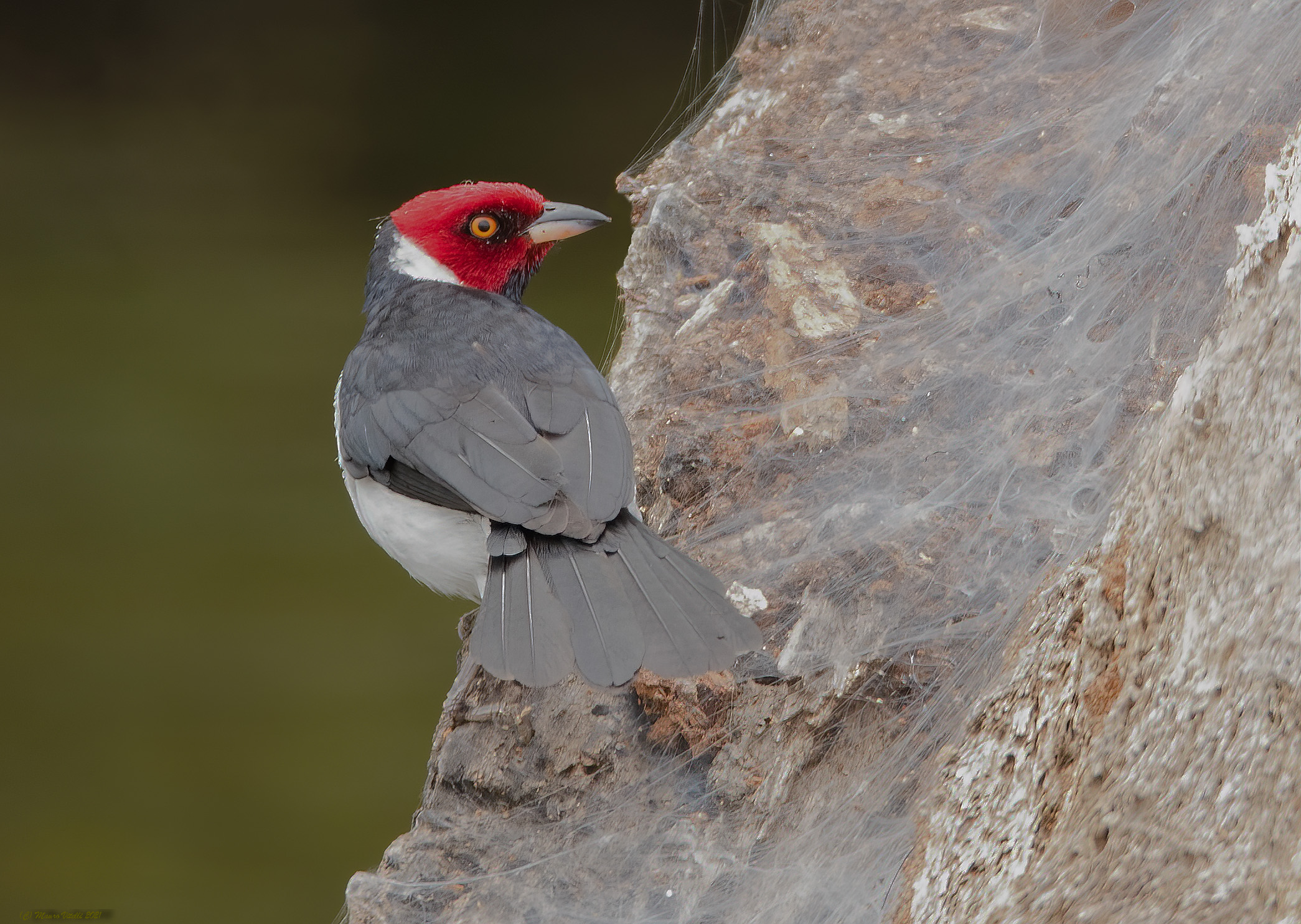 Red-chief cardinal (Paroaria gularis)