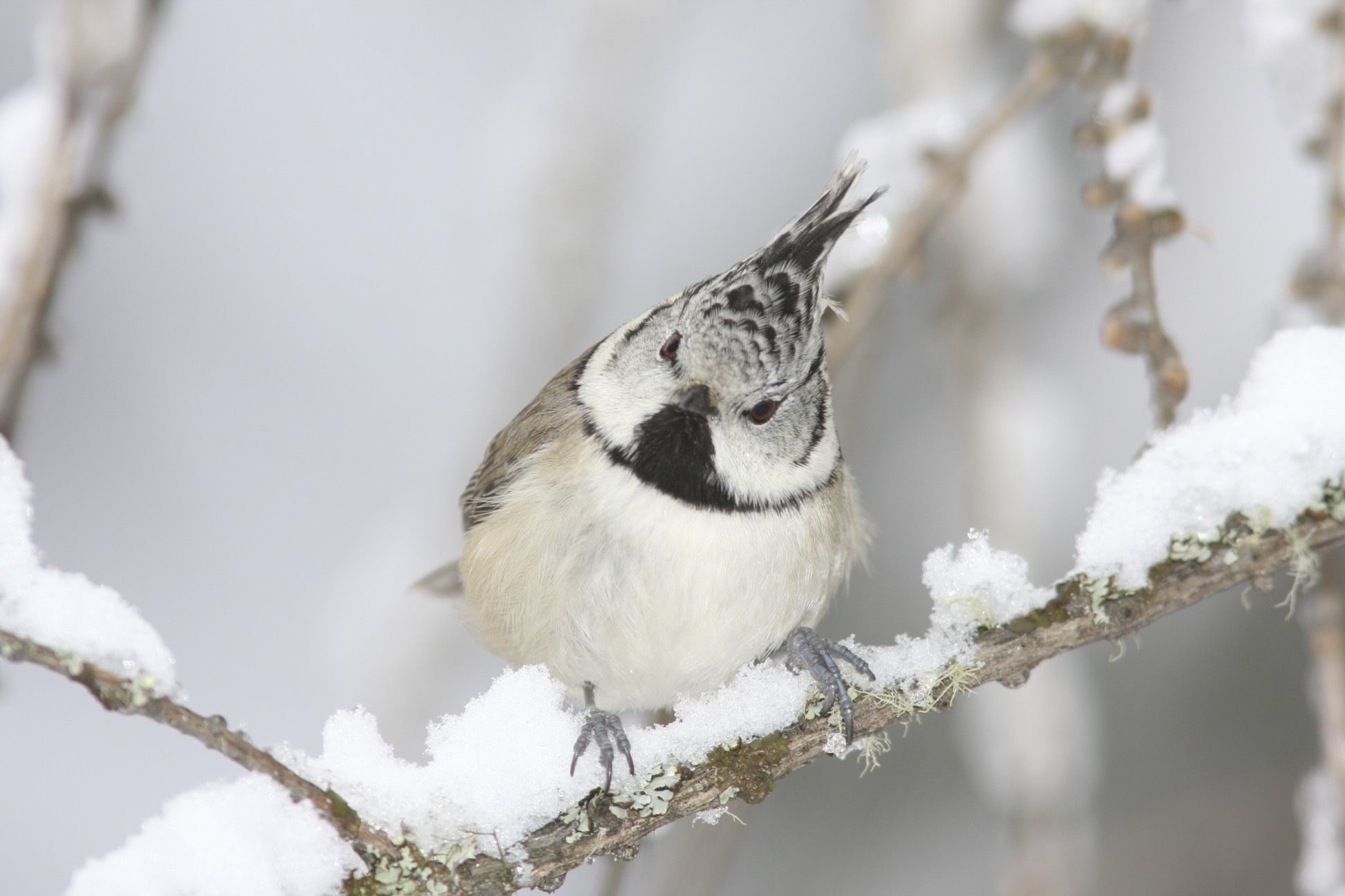 Crested Tit