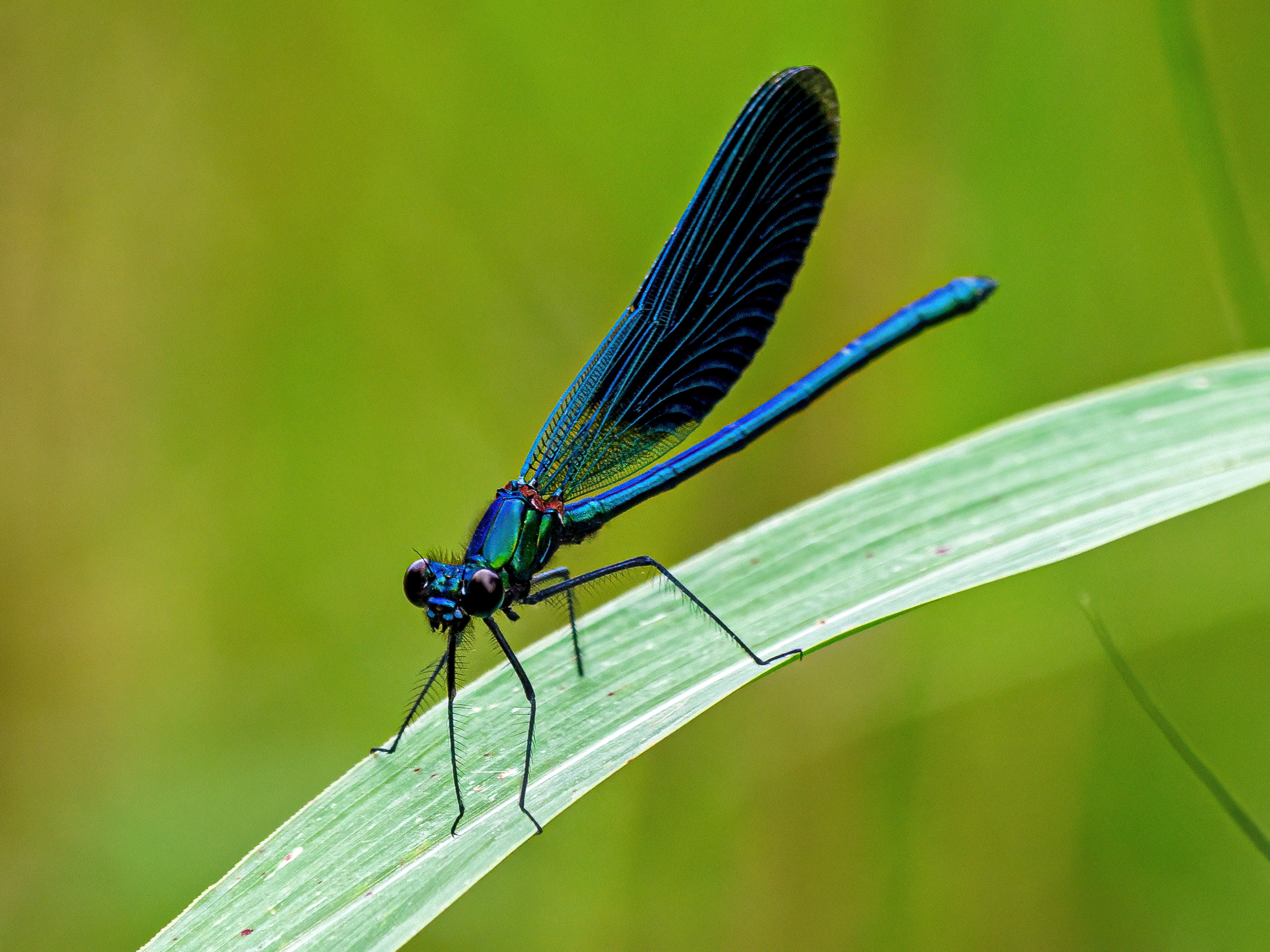 Libellula Blu