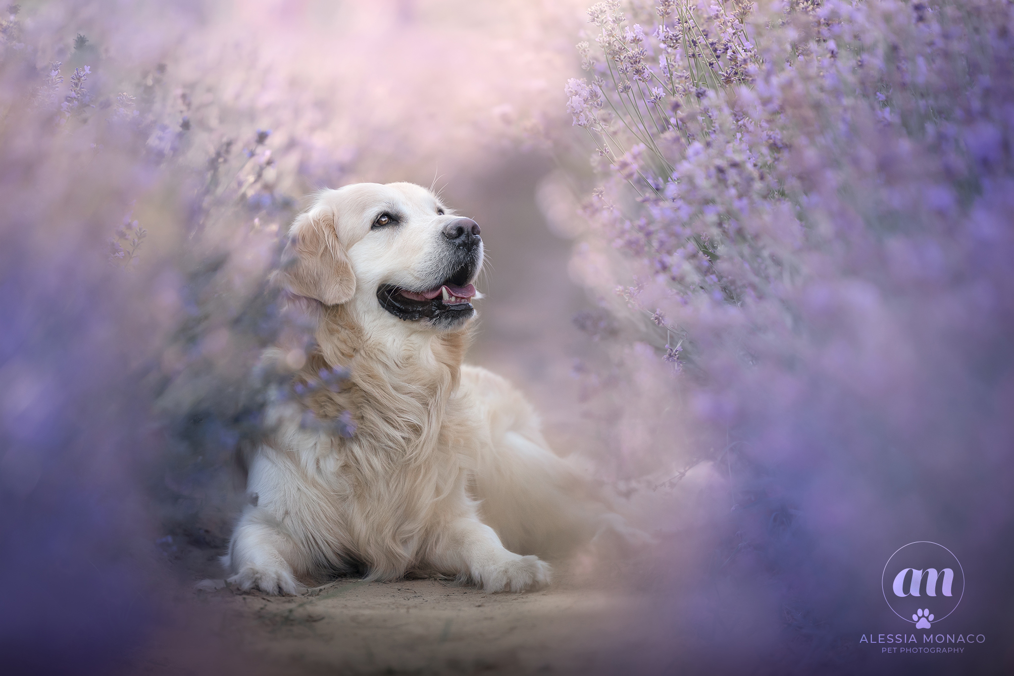 Dreaming in the lavender