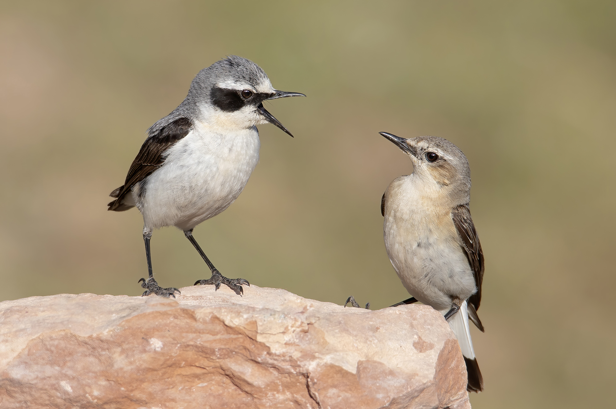 lui e lei culbianchi