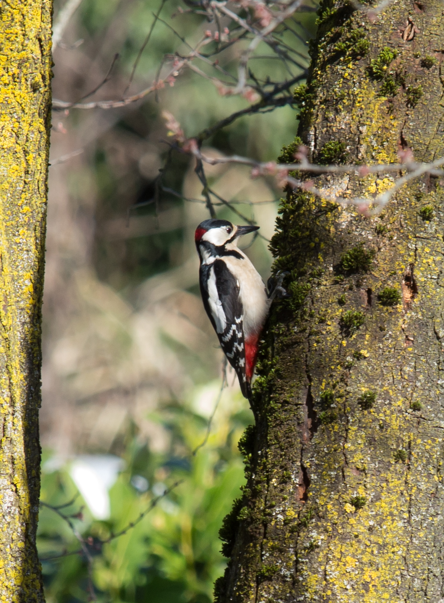 woodpecker