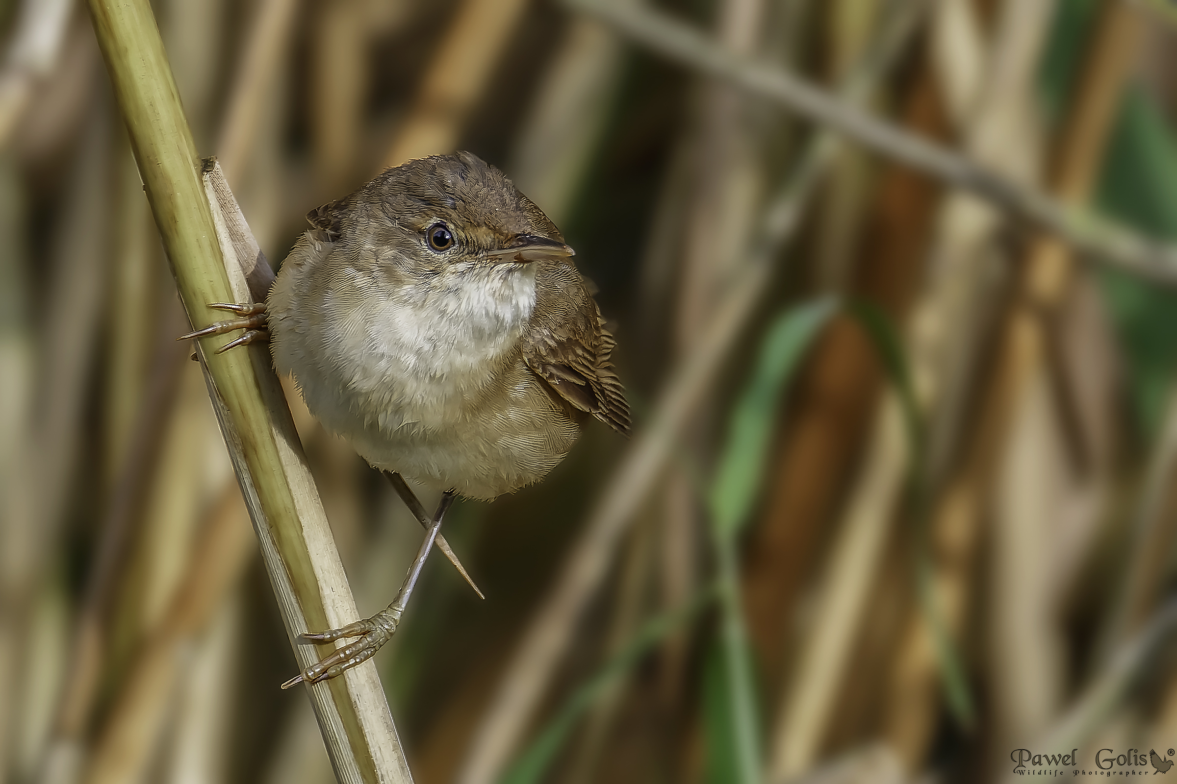 Grande warbler di aragio (Acrocephalus arundinaceus) ?