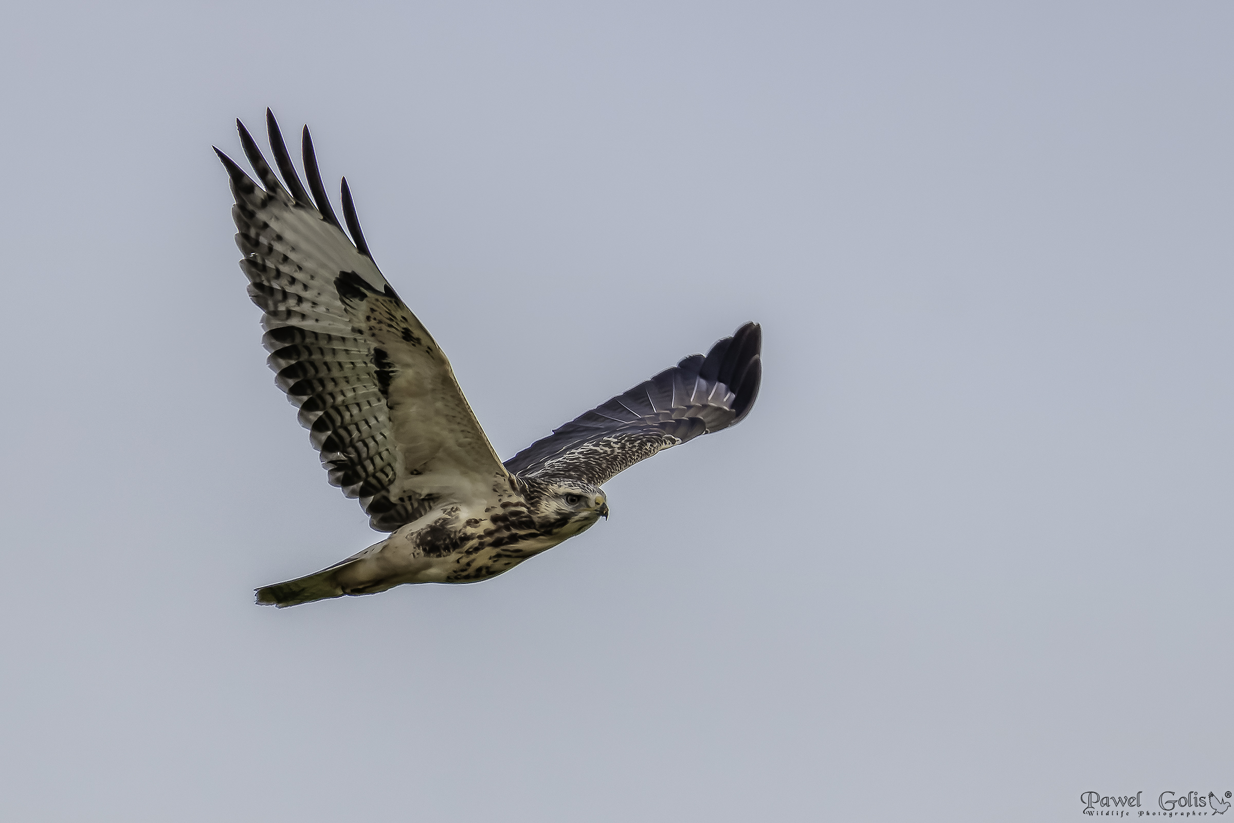Poiana comune (Buteo buteo)