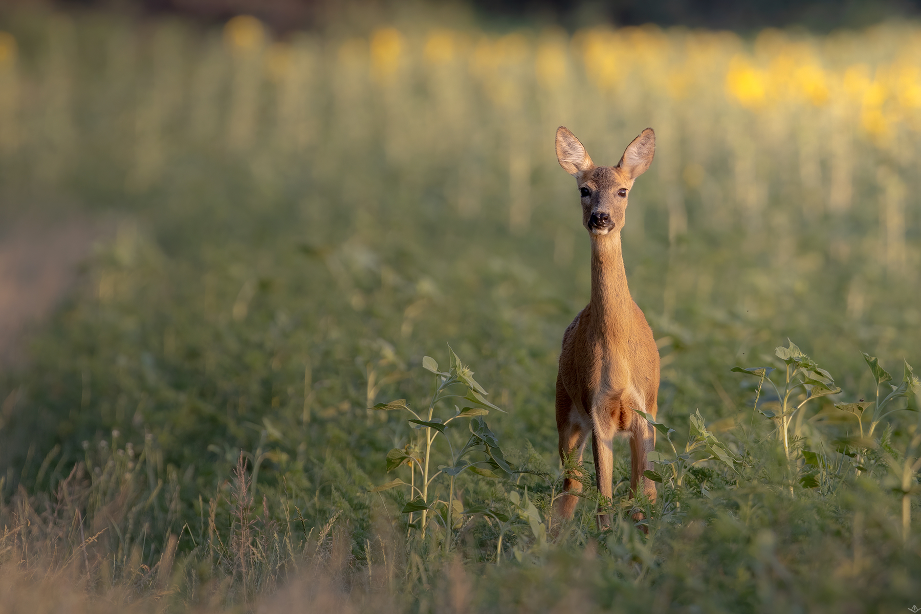 Roe deer