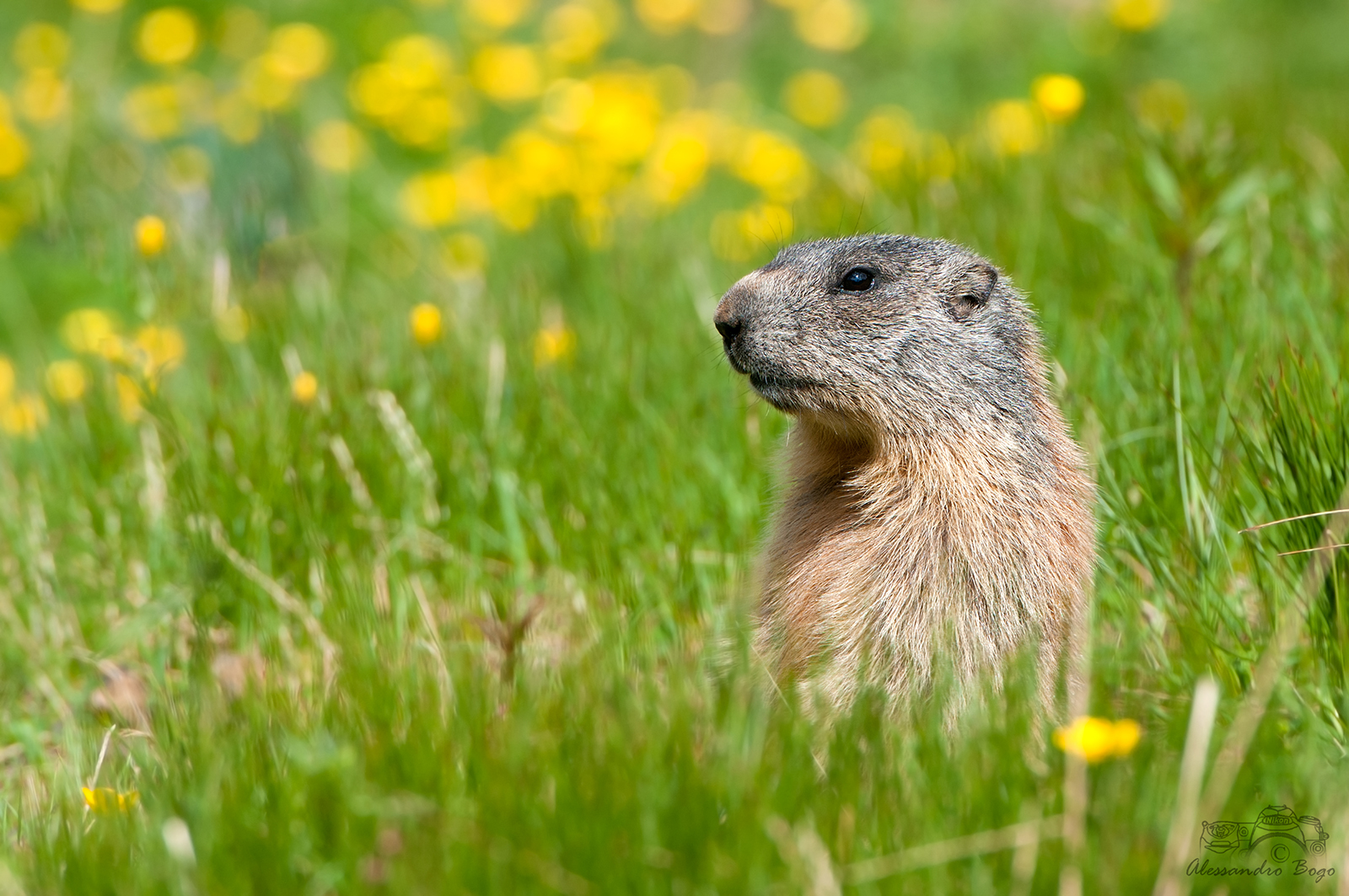 marmot