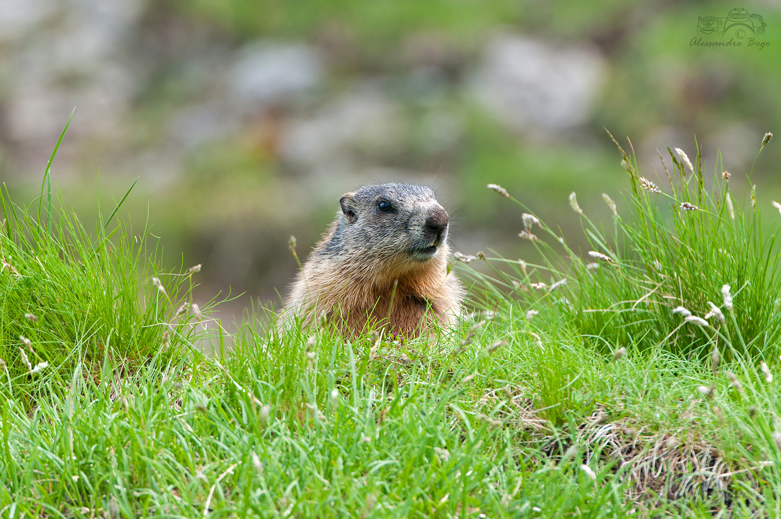 marmot