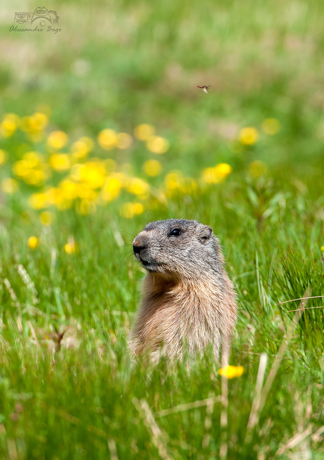 marmot
